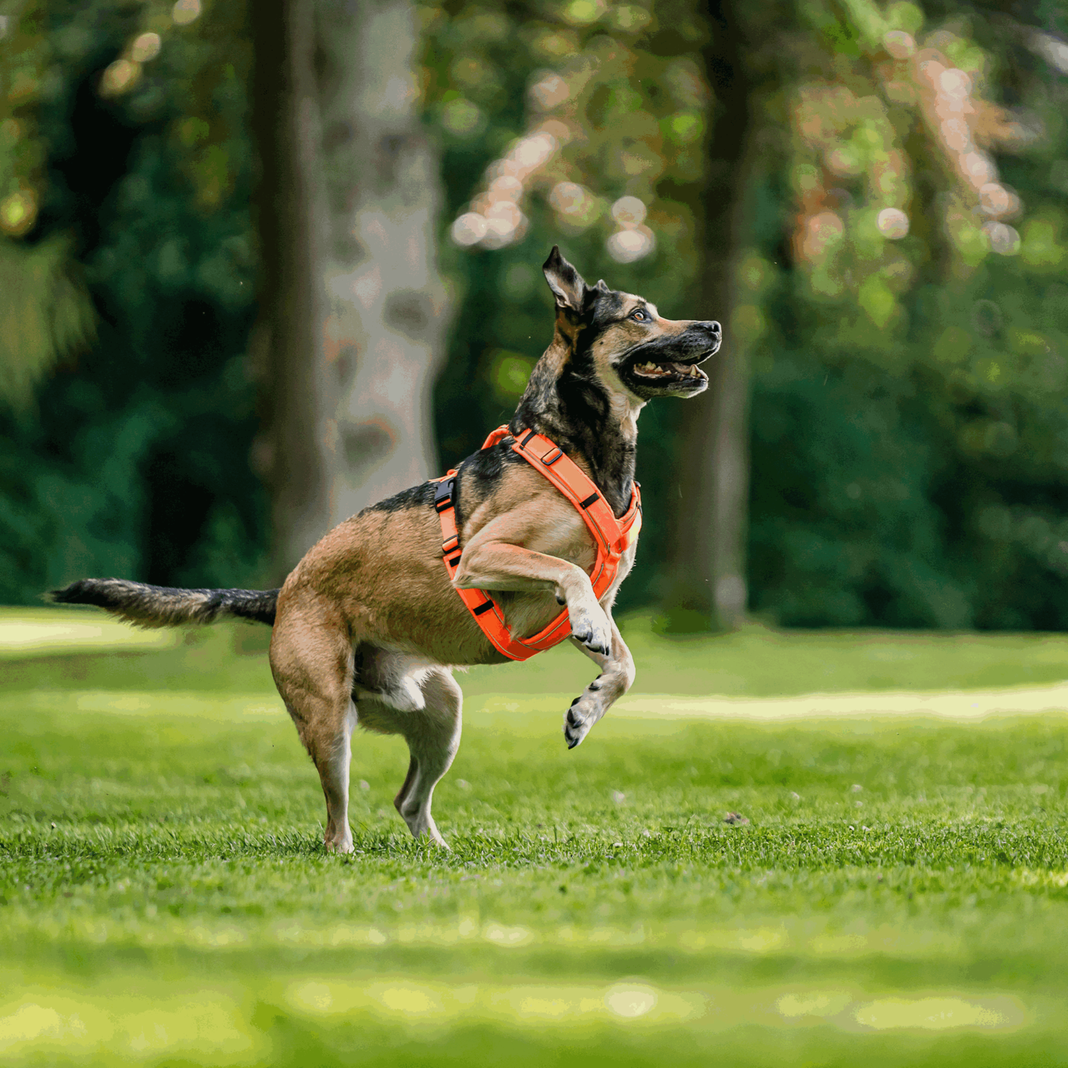 Hundegeschirr Y-Geschirr 2.0