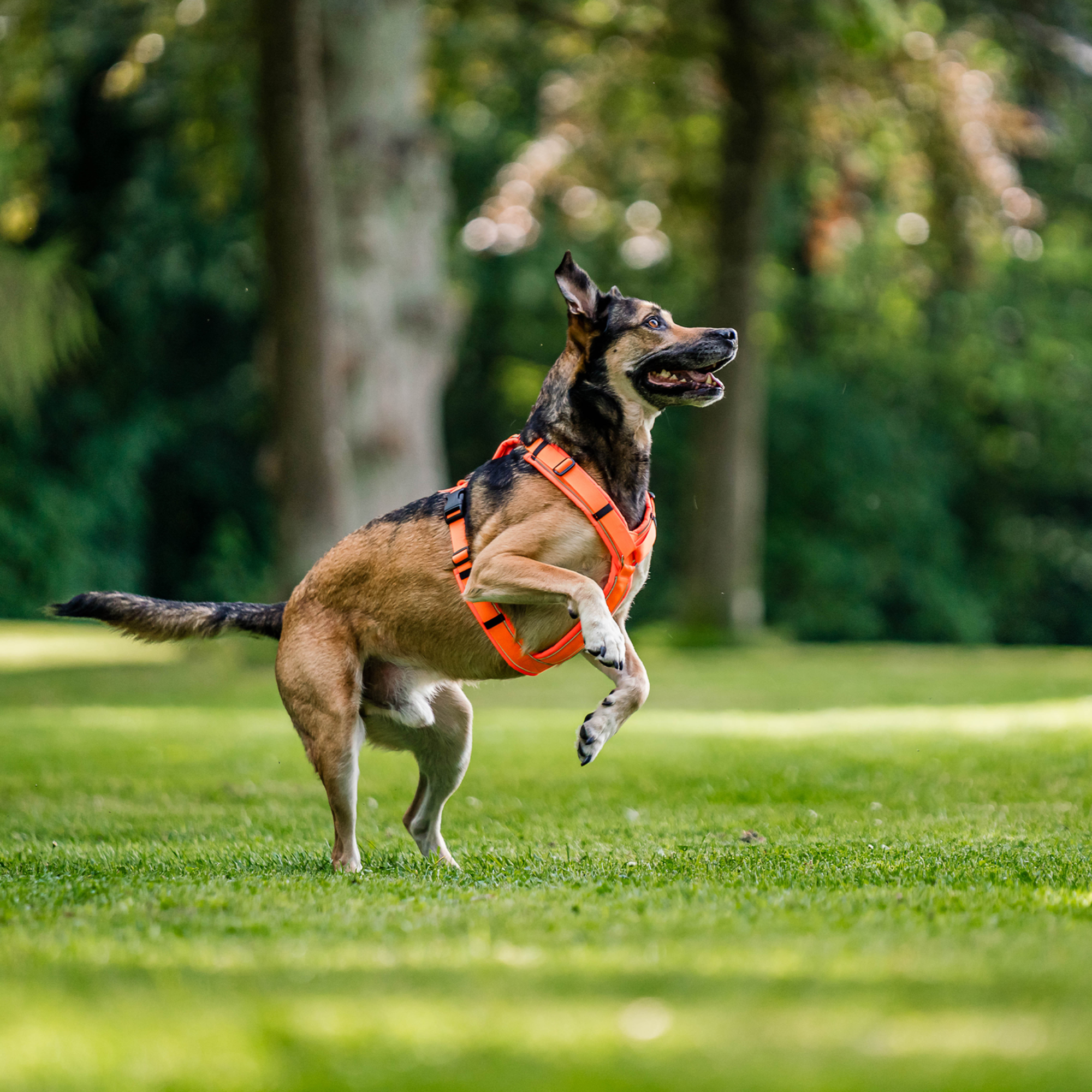 Hundegeschirr Y-Geschirr 2.0