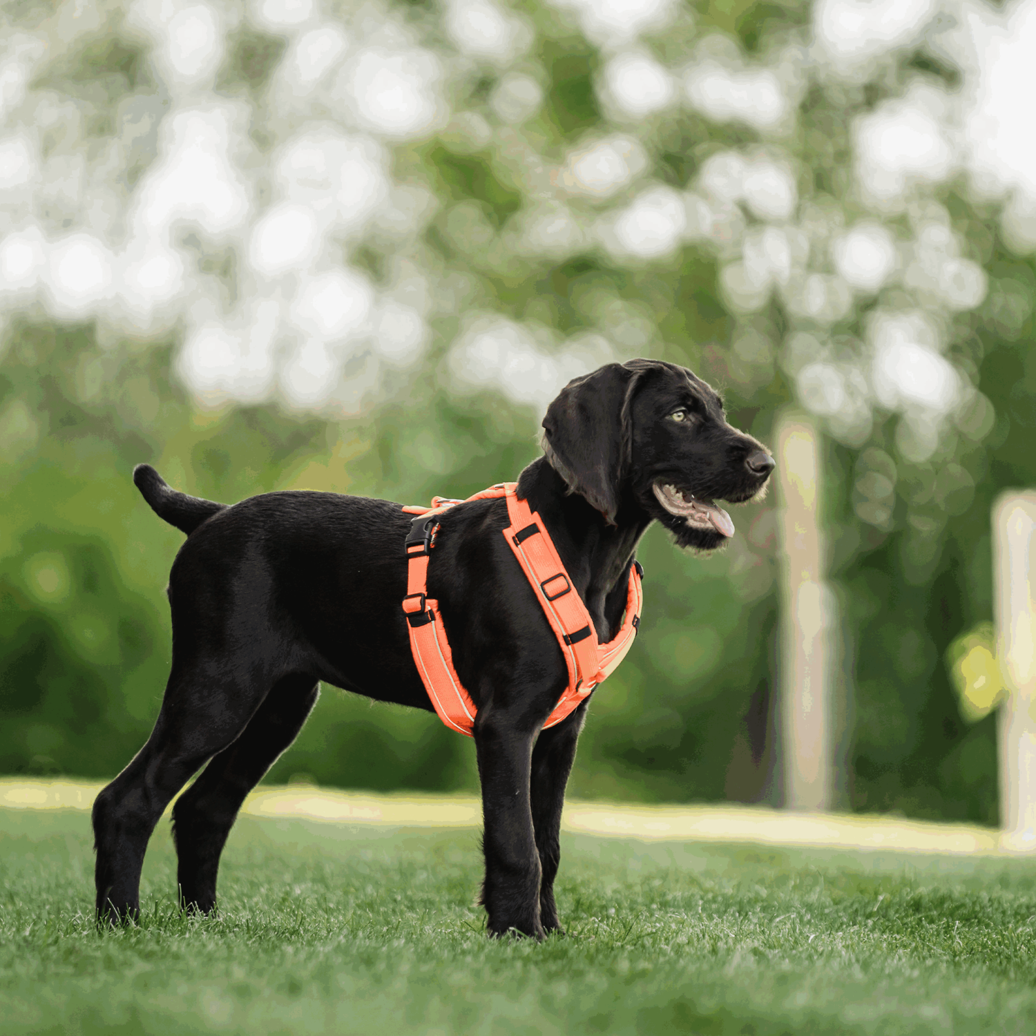 Hundegeschirr Y-Geschirr 2.0