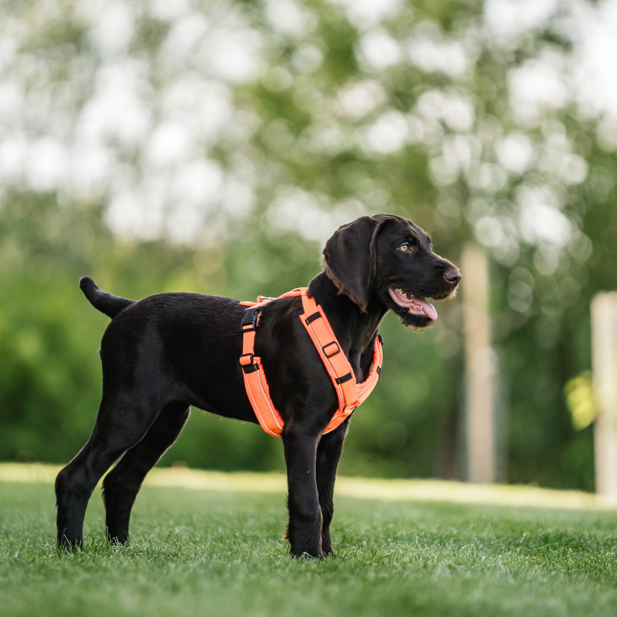 Hundegeschirr Y-Geschirr 2.0
