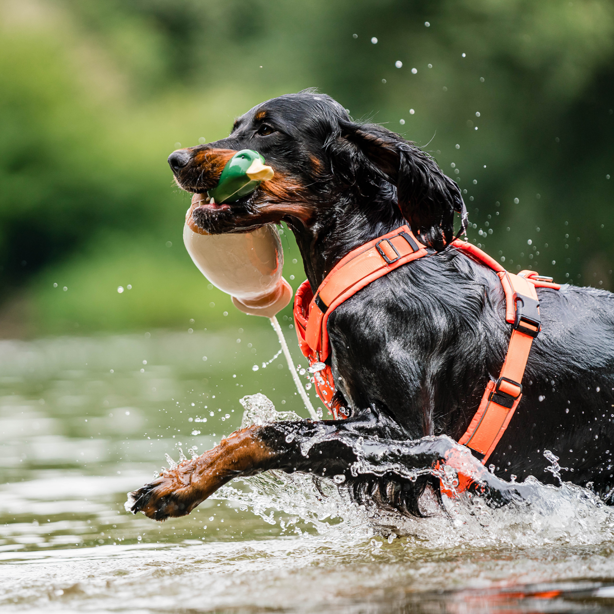 Hundegeschirr Y-Geschirr 2.0