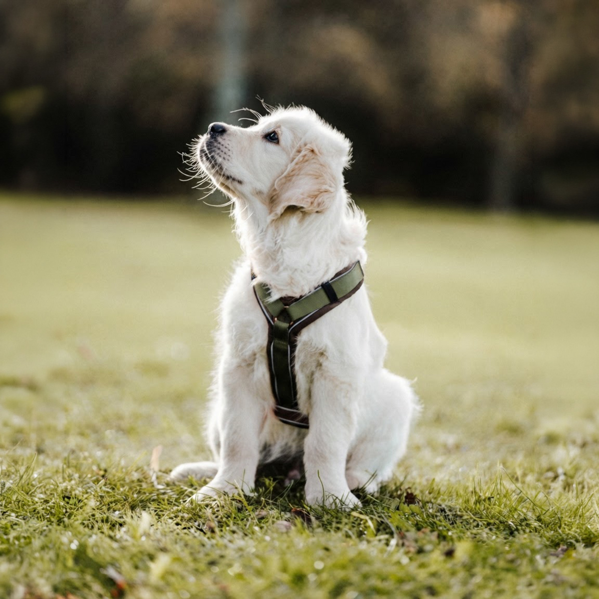Hundegeschirr Y-Geschirr 2.0