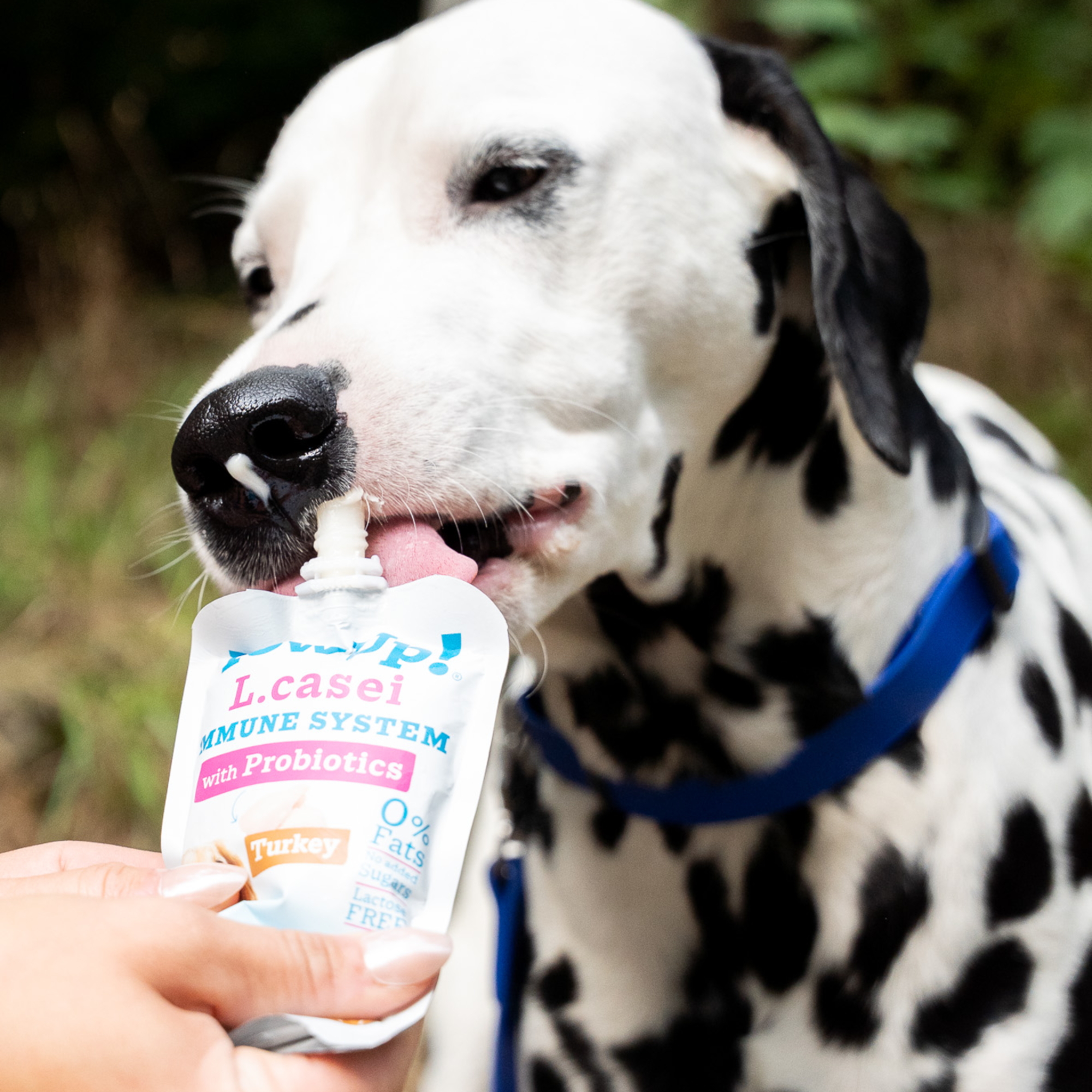 YowUp! Hunde-Joghurt 115g (Box 10 Stück)