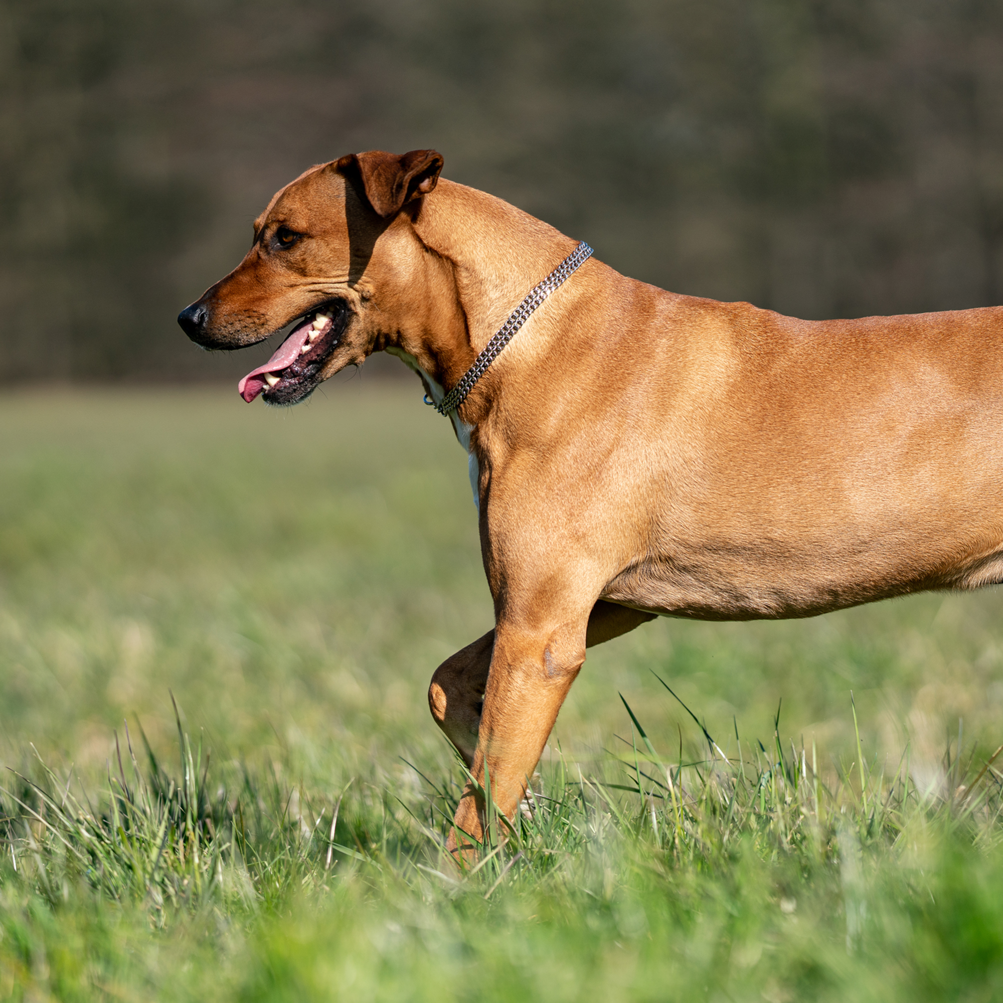 Halskette, 2-reihig, flach geschliffene Glieder - Edelstahl Rostfrei, 2,0 mm