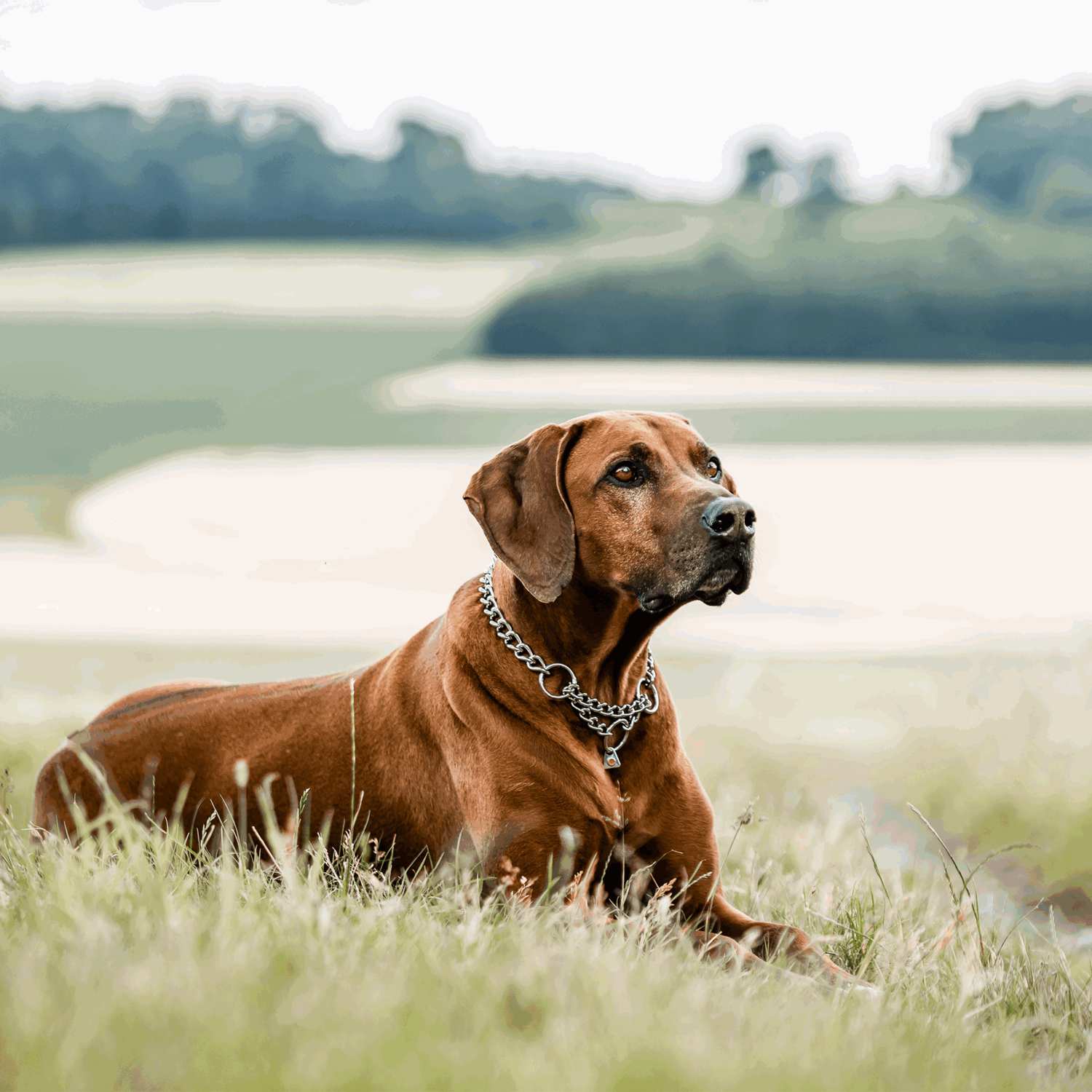 Halskette, runde Glieder - Edelstahl Rostfrei, 4,0 mm