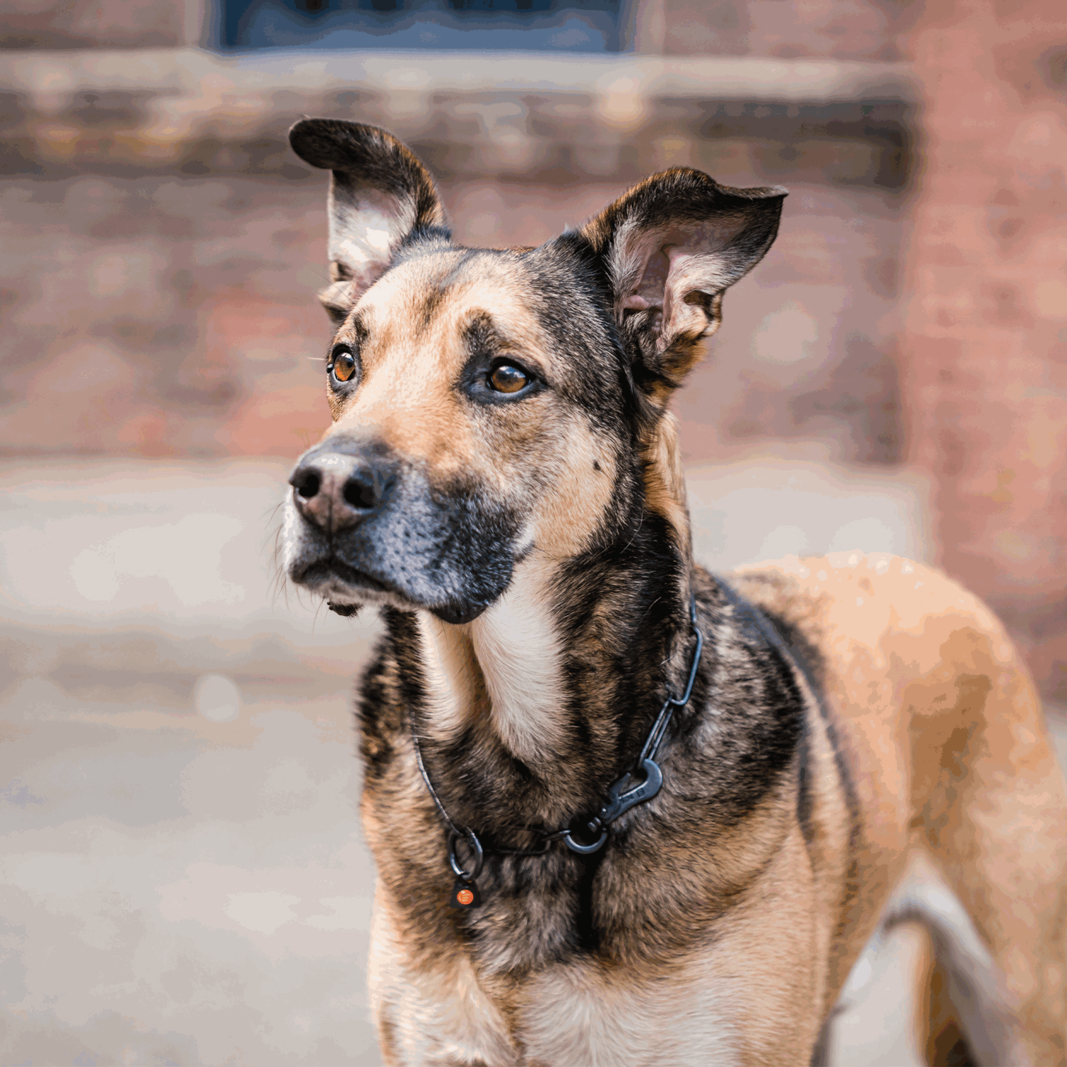 Halskette, langgliedrig, verstellbar - mit SPRENGER-Haken - Edelstahl Rostfrei schwarz, 3,0 mm