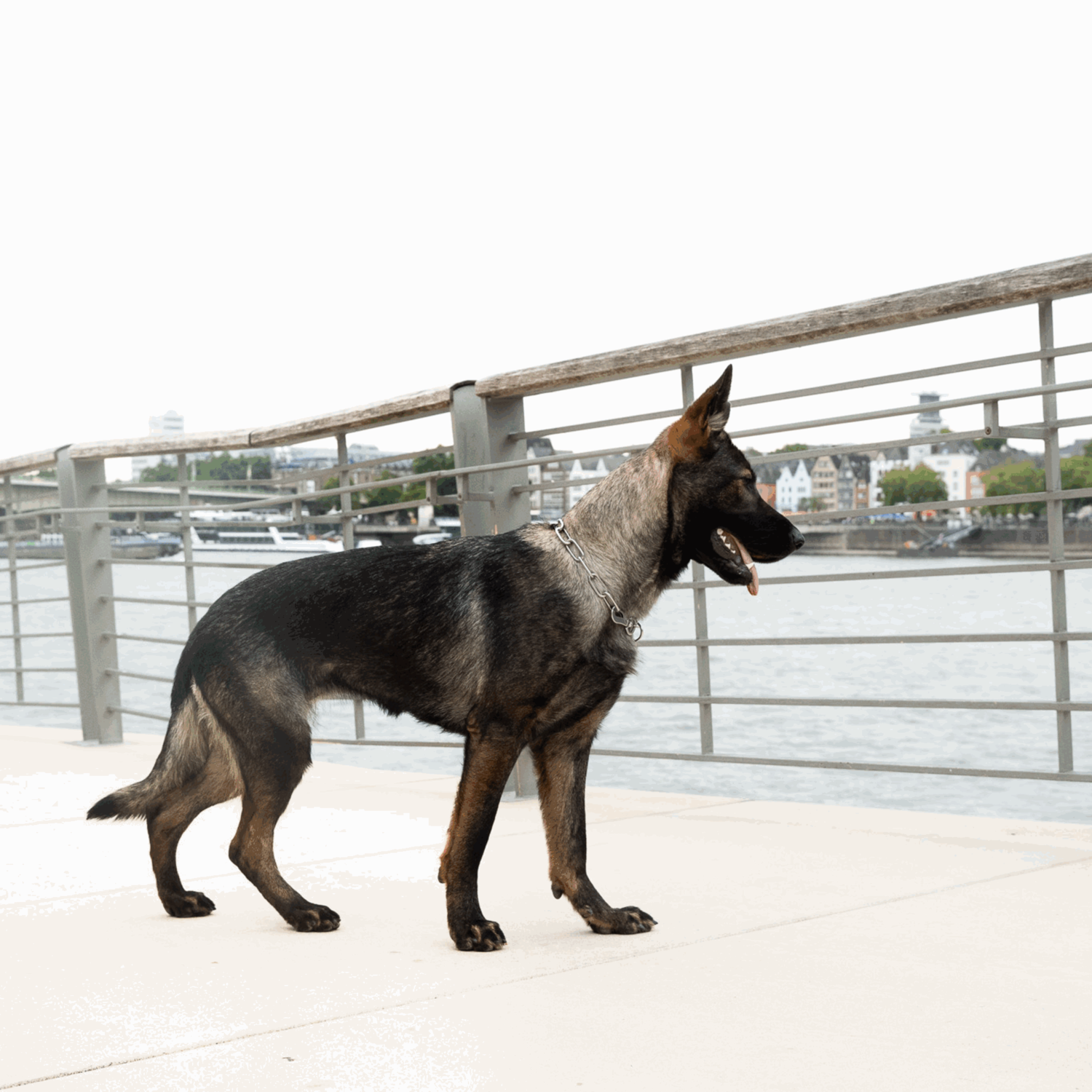 Halskette, langgliedrig, verstellbar - mit SPRENGER-Haken - Edelstahl Rostfrei, 4,0 mm