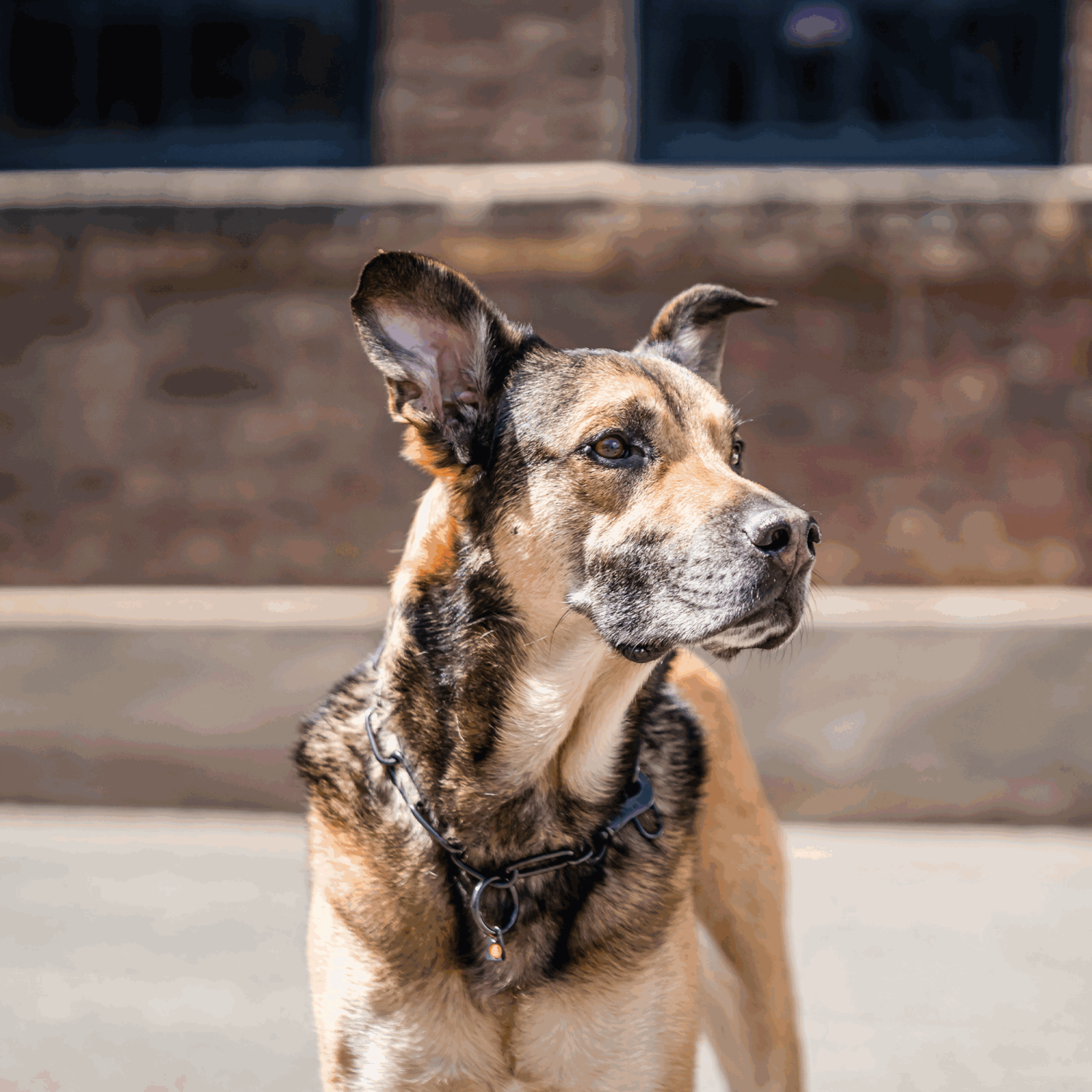 Halskette, langgliedrig, verstellbar - mit SPRENGER-Haken - Edelstahl Rostfrei schwarz, 4,0 mm