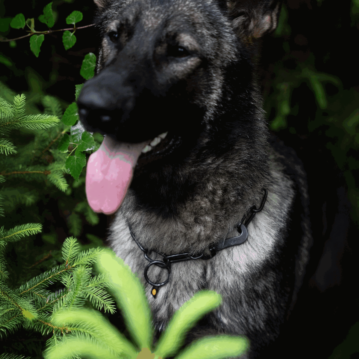 Halskette, langgliedrig, verstellbar - mit SPRENGER-Haken - Edelstahl Rostfrei schwarz, 4,0 mm