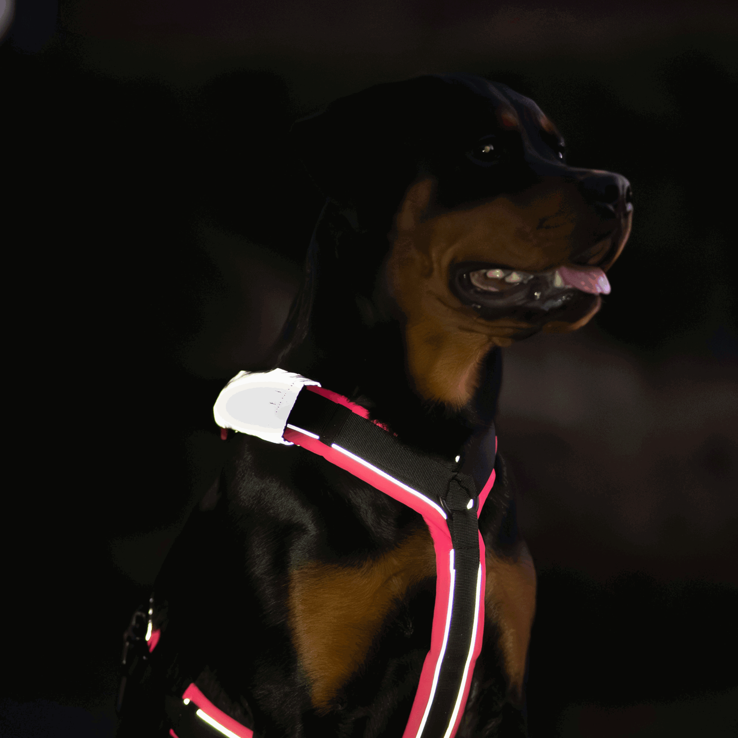 Reflektorpatch Hundegeschirr