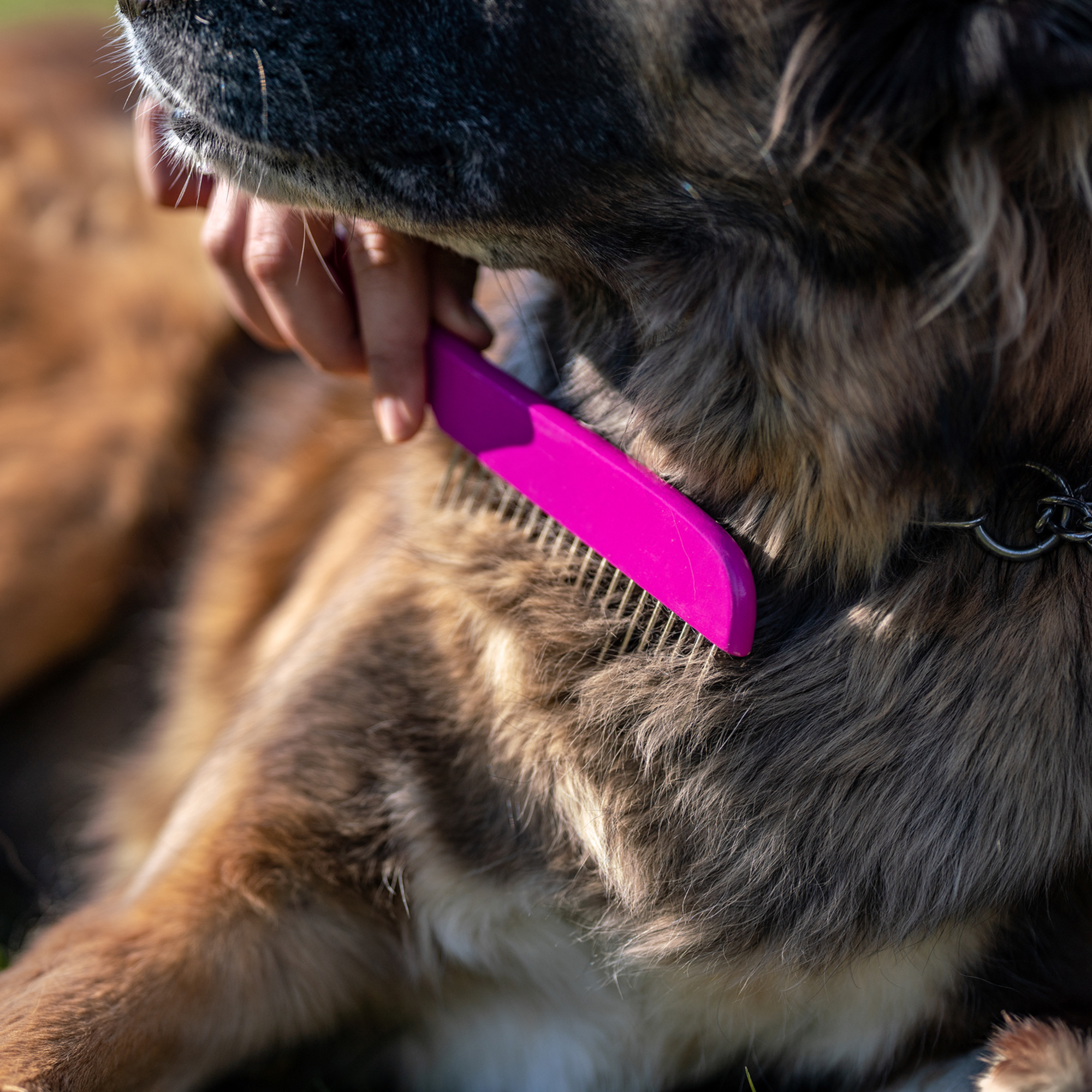 Hundekamm - 230 x 25 mm, 30 mm Stahlzinken - Holz, Pink