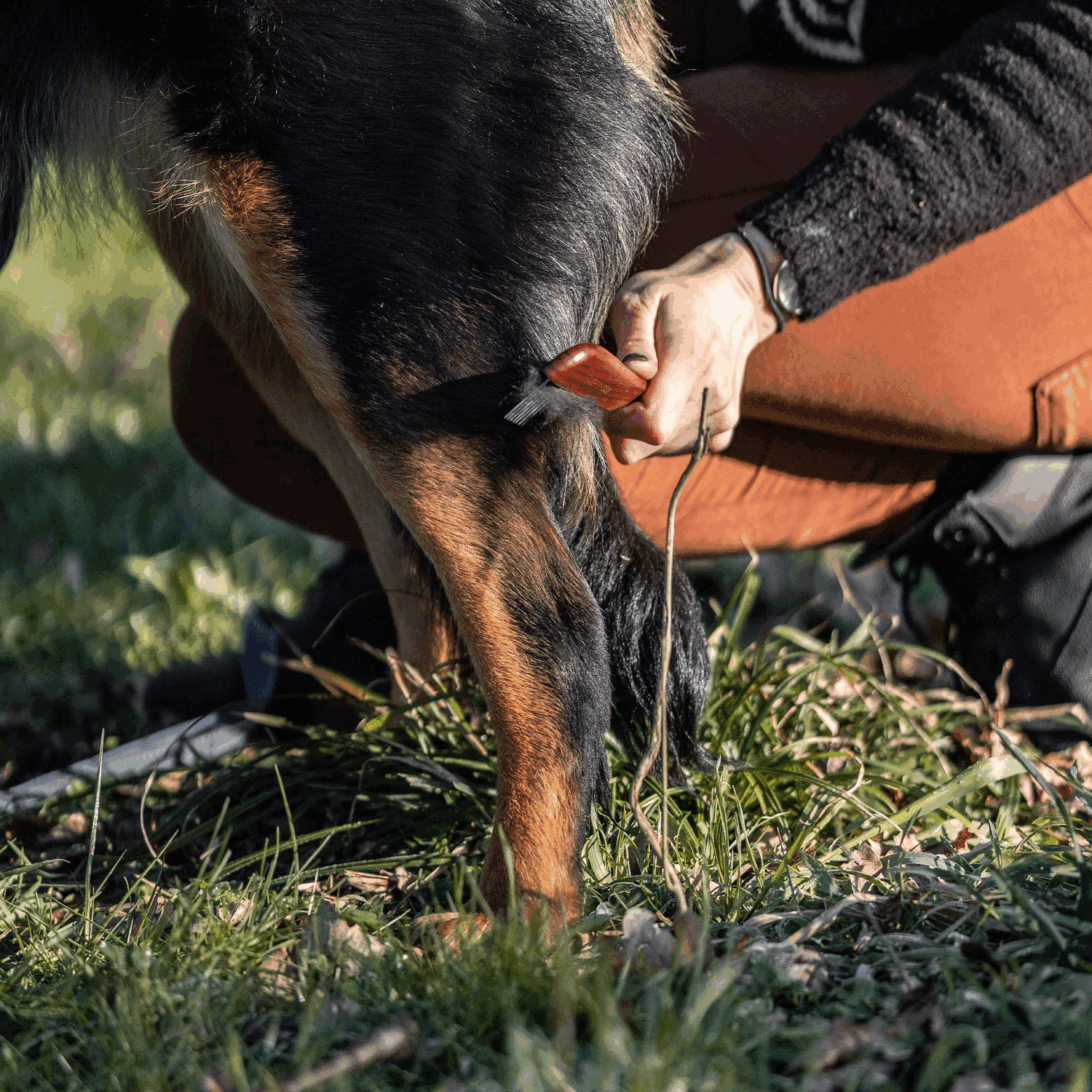 Hundekamm - 30 mm Stahlzinken