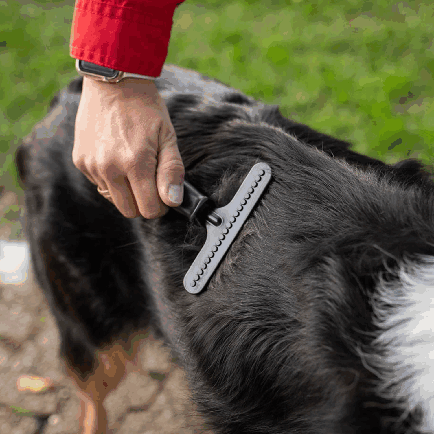 Hundekratzer - Stahl beschichtet, 1-reihig