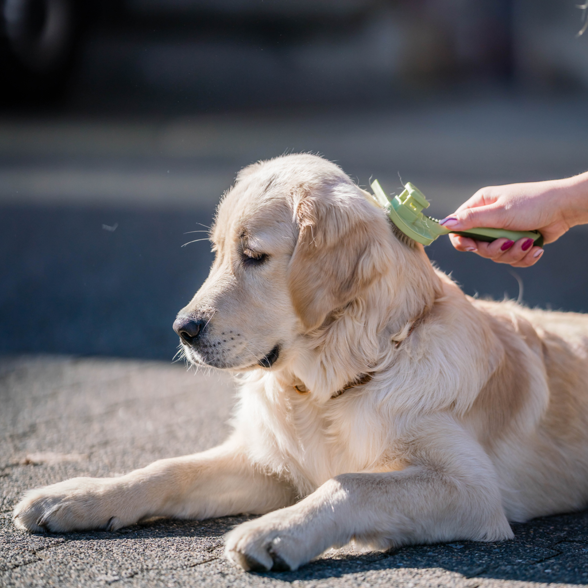 Safari® Hunde Selbstreinigende Entwirrbürste