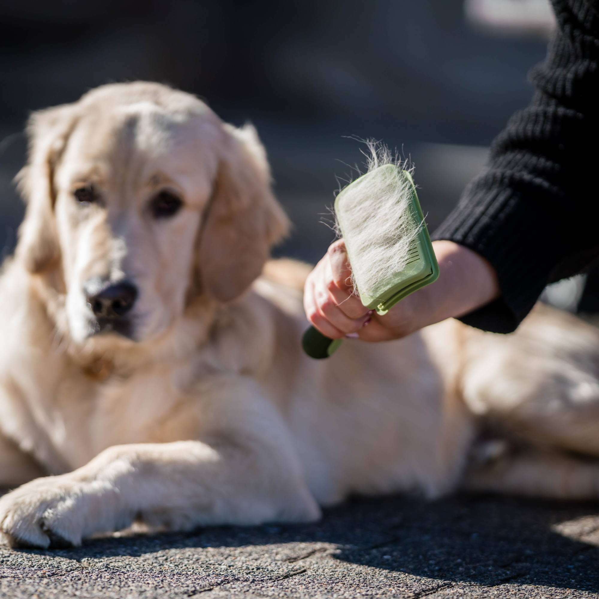 Safari® Hunde Selbstreinigende Entwirrbürste