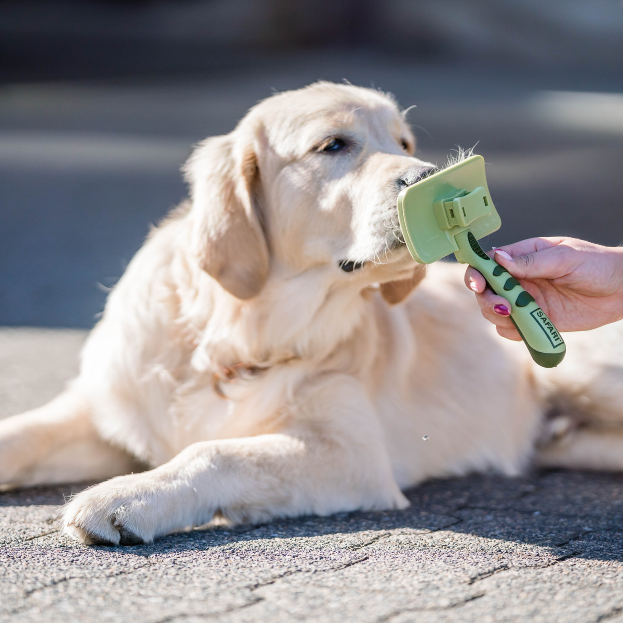 Safari® Hunde Selbstreinigende Entwirrbürste