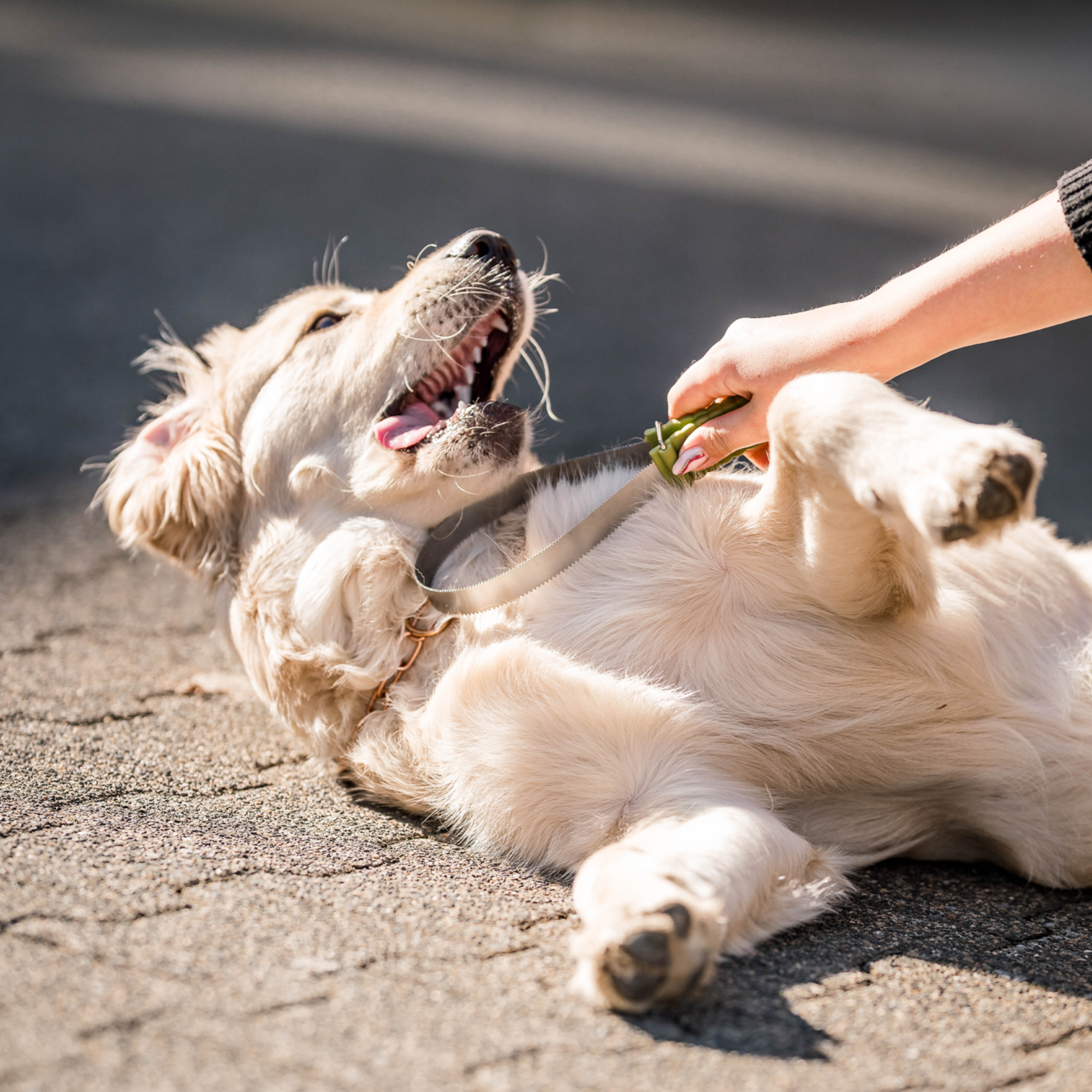 Safari® Doppelseitige Unterwollharke Hunde