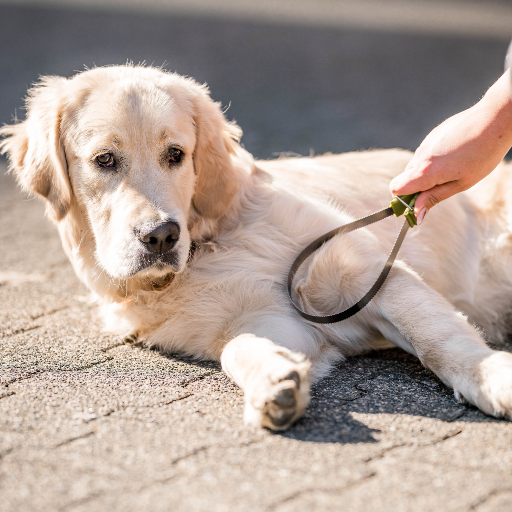 Safari® Doppelseitige Unterwollharke Hunde