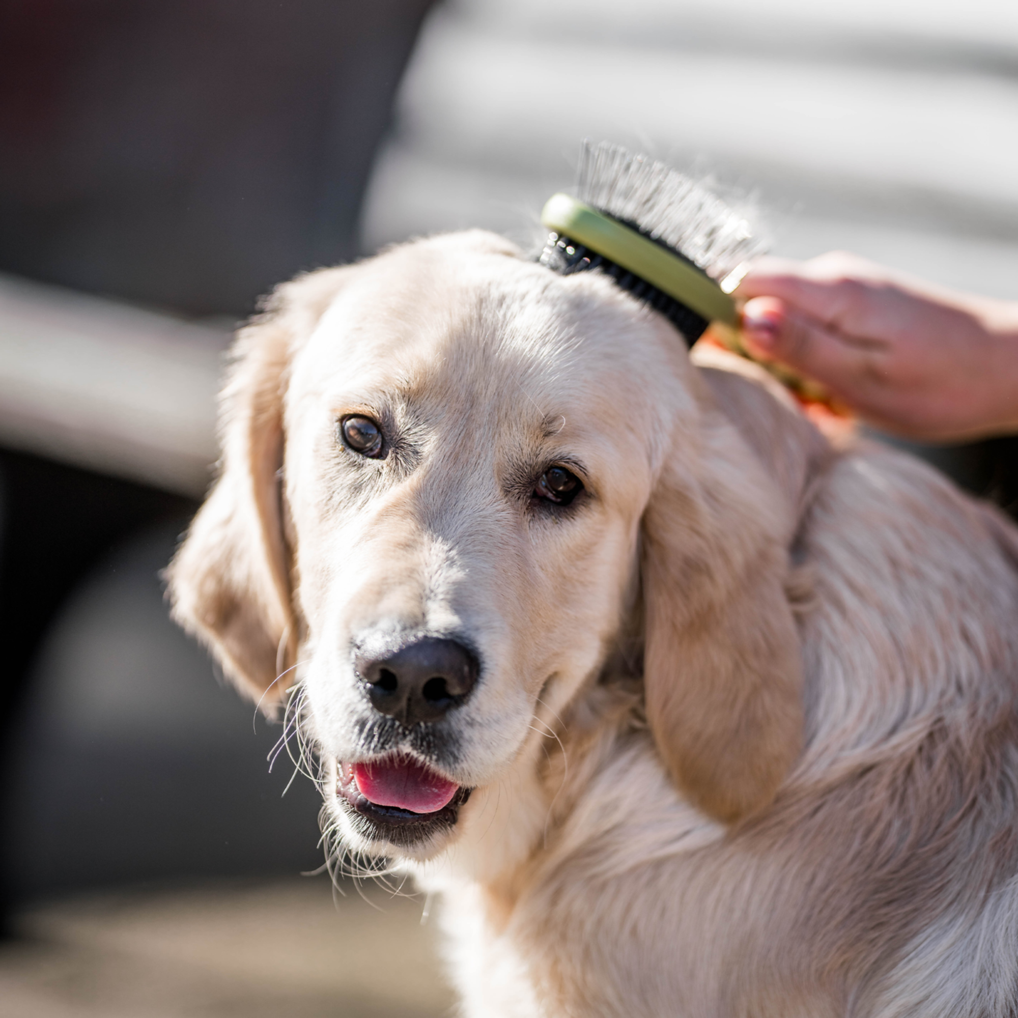 Safari® Hunde Doppelbürste