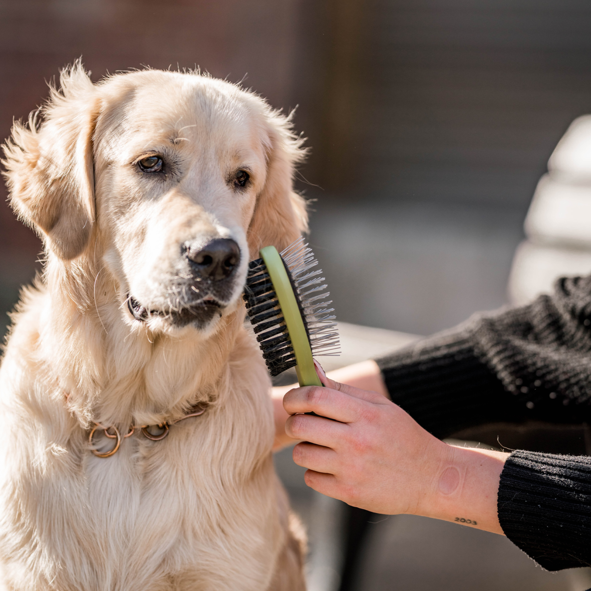 Safari® Hunde Doppelbürste