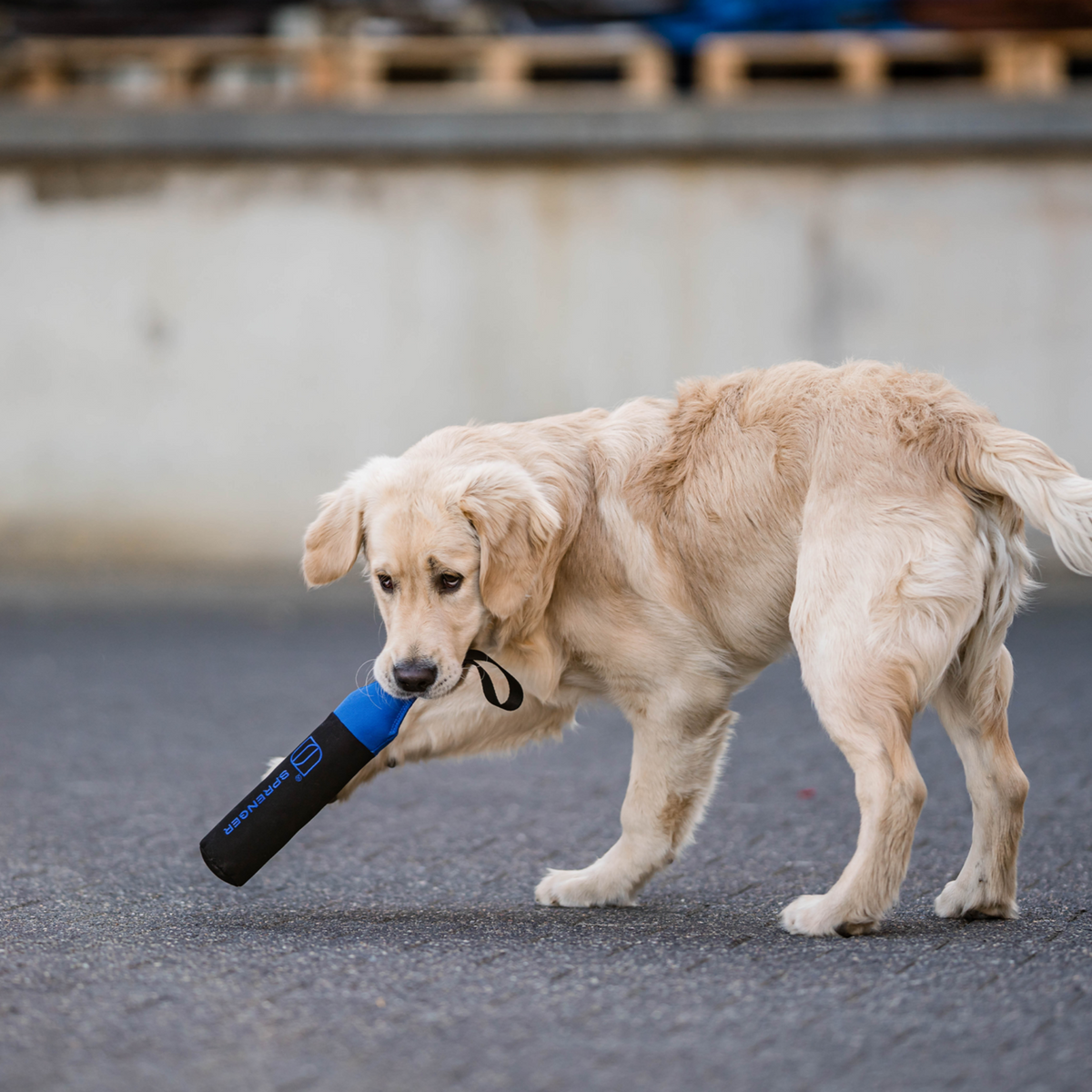 Hundespielzeug Dummy