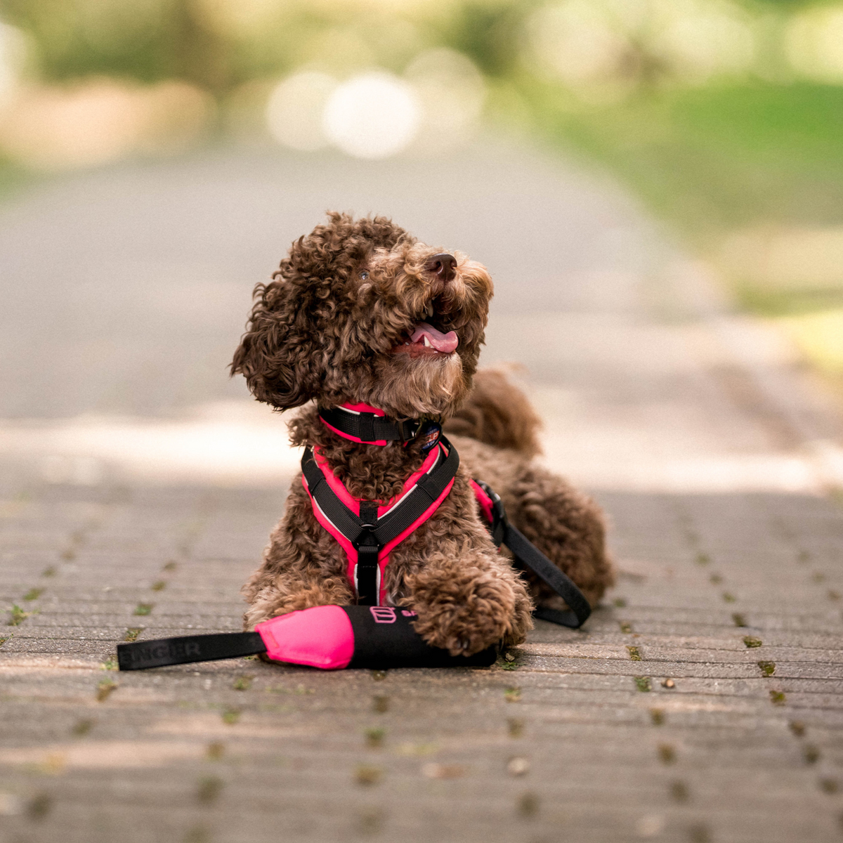 Hundespielzeug Dummy
