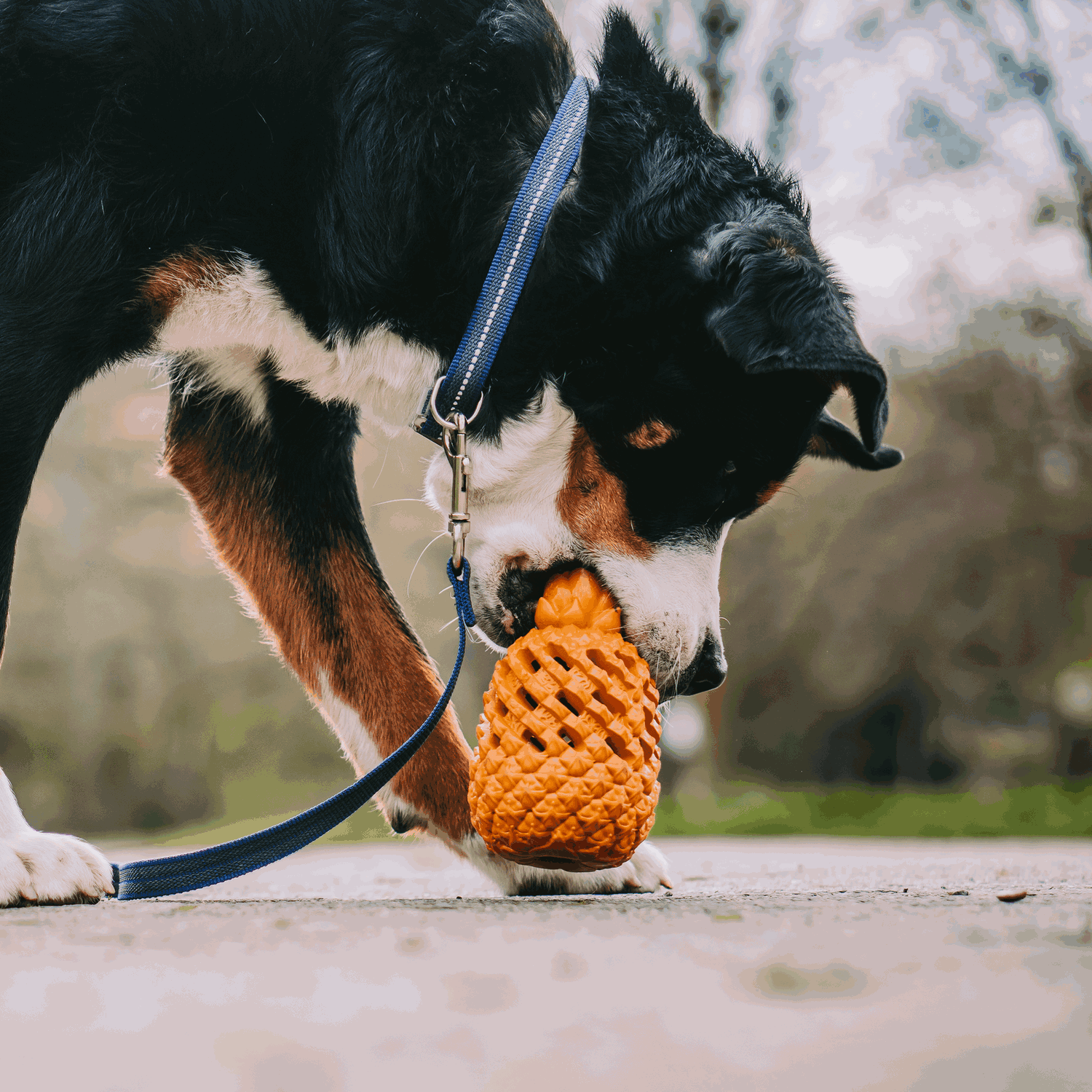 Hundespielzeug FRUIT CHALLENGE - "Ananas" (L)