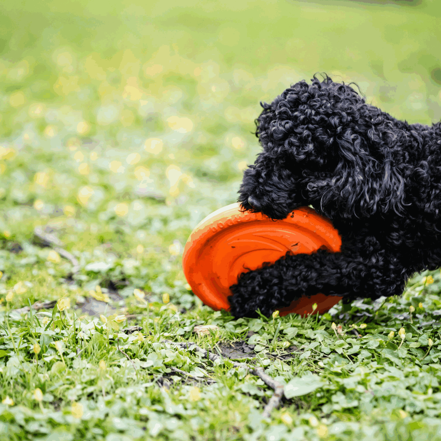 Hundespielzeug Frisbee