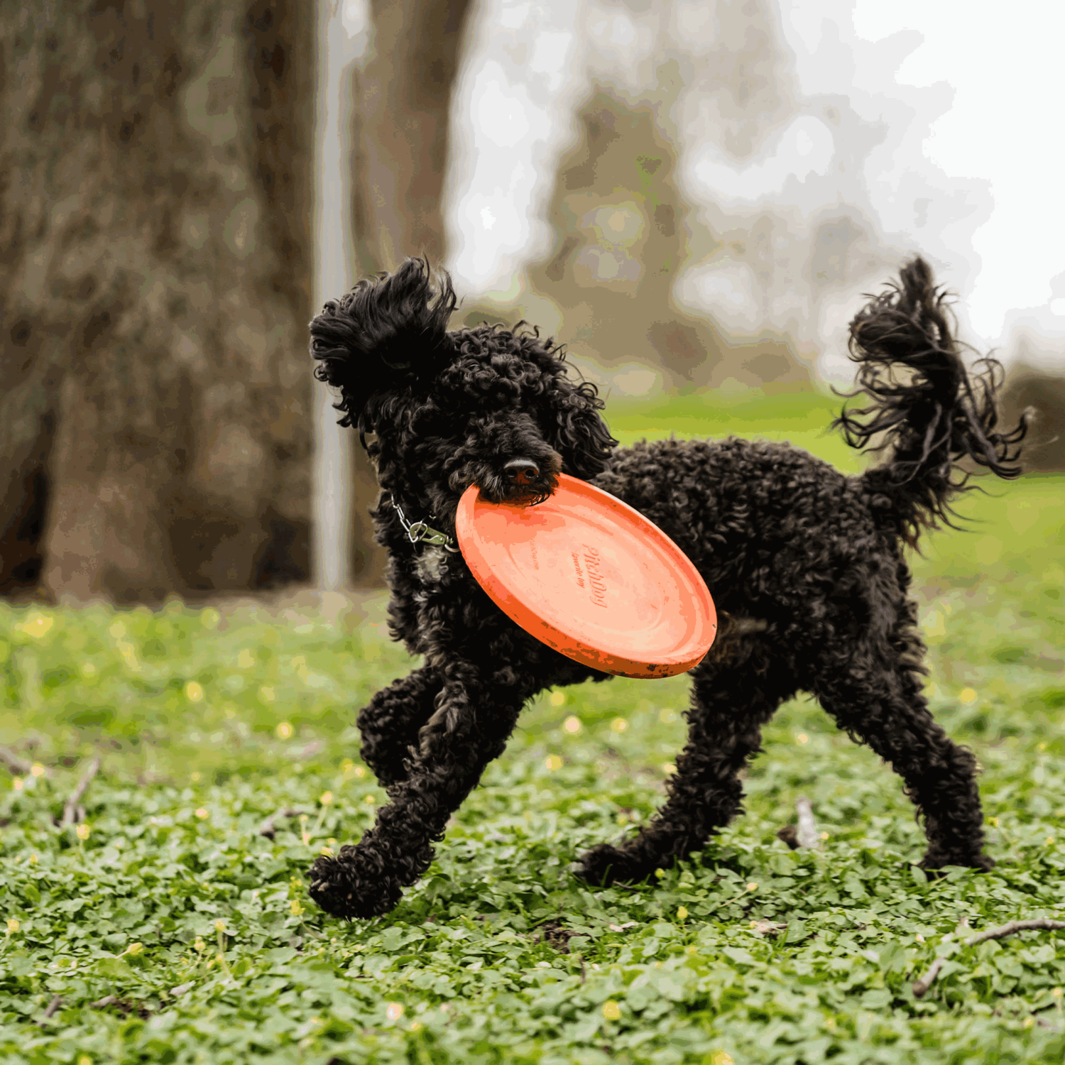 Hundespielzeug Frisbee | 5819912177_13.png | 1713265472