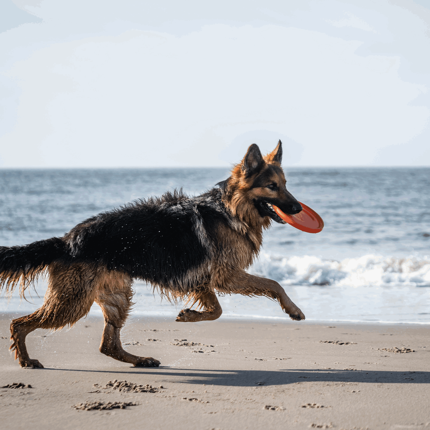 Hundespielzeug Frisbee
