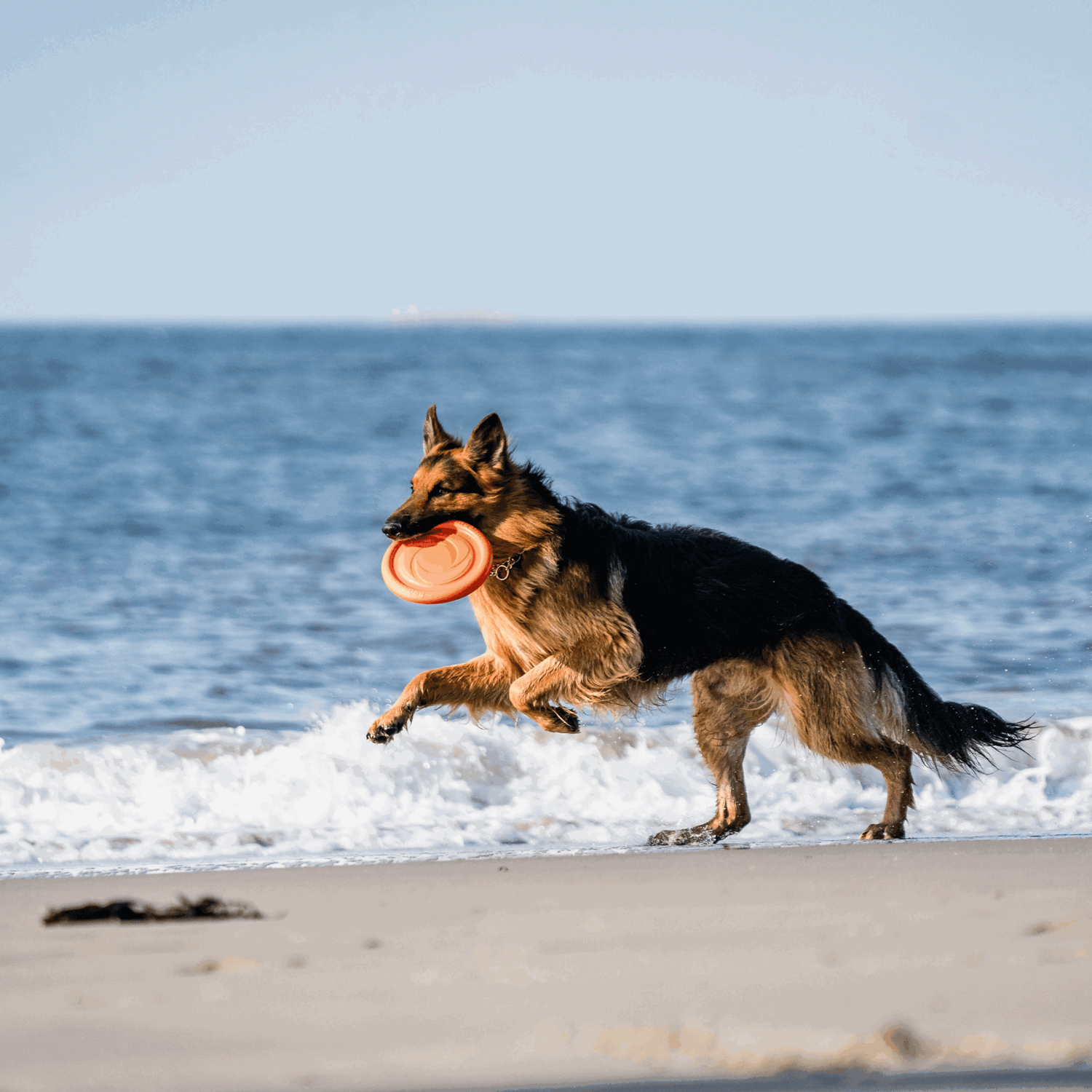 Hundespielzeug Frisbee | 5819912177_16.png | 1724923964