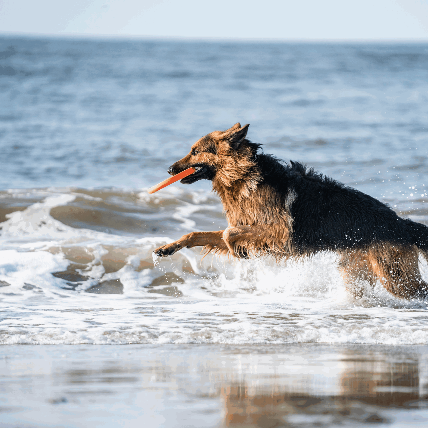 Hundespielzeug Frisbee | 5819912177_17.png | 1724923966