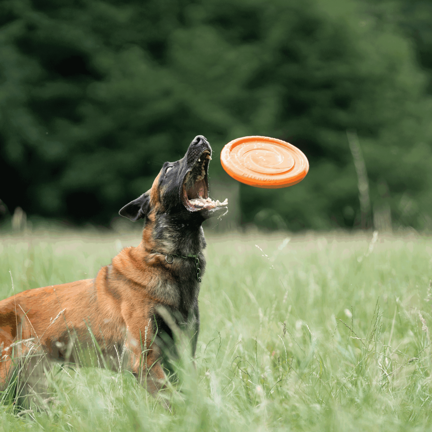 Hundespielzeug Frisbee | 5819912177_5.png | 1704467245