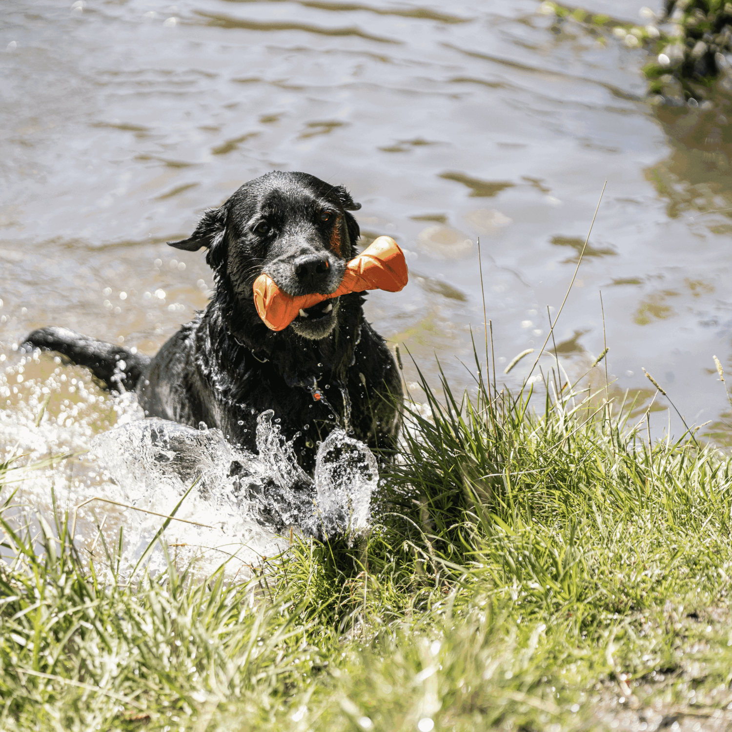 Hundespielzeug Apportierhantel