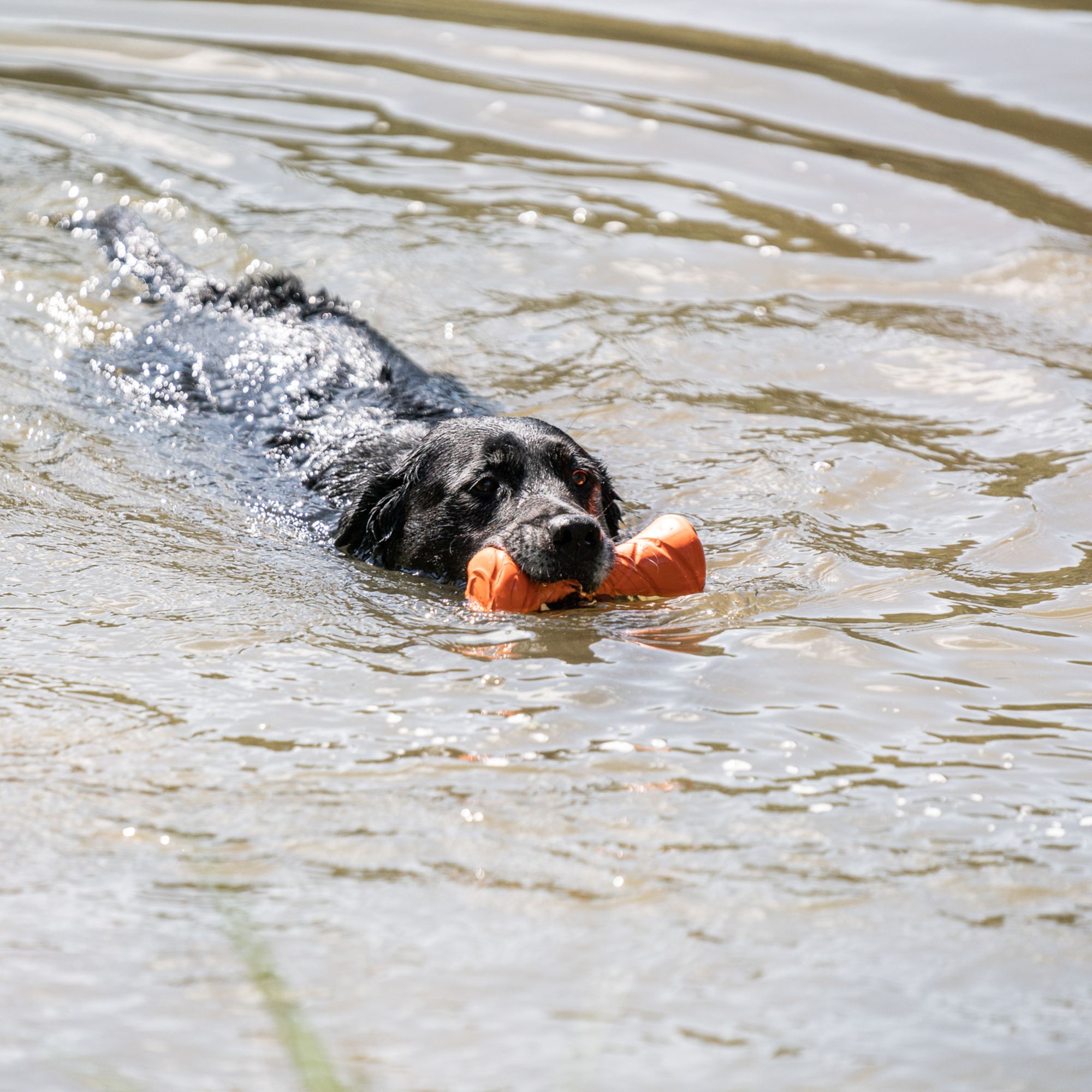 Hundespielzeug Apportierhantel