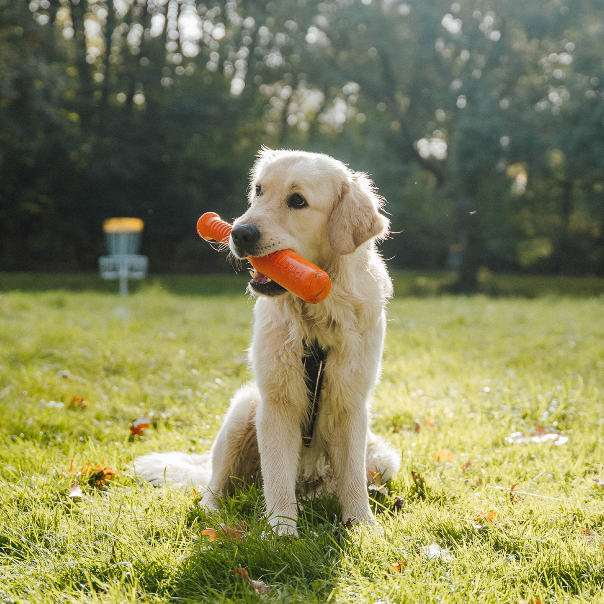 Hundespielzeug Softstick