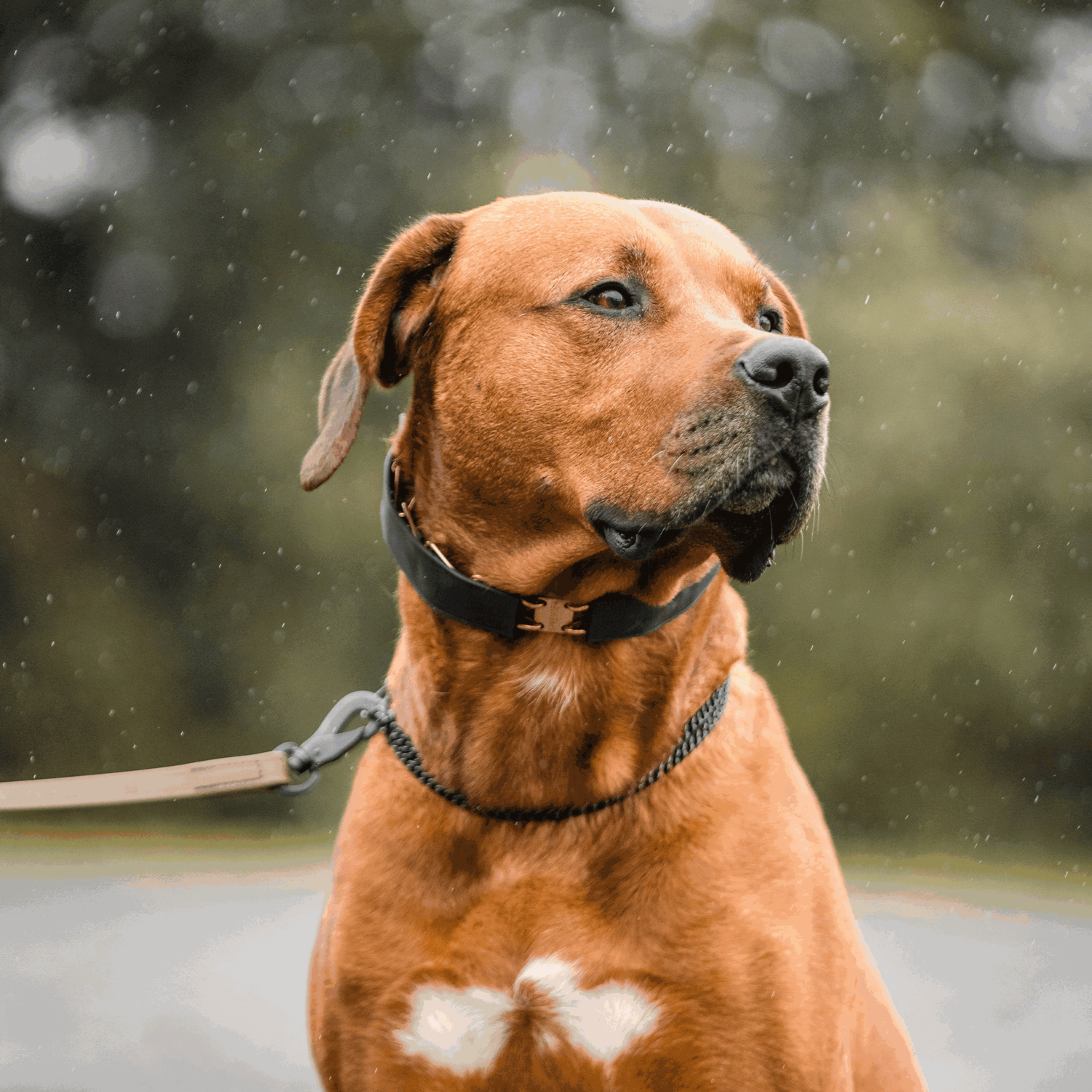 FLEXCOVER für ULTRA-PLUS Dressurhalsketten - schwarz