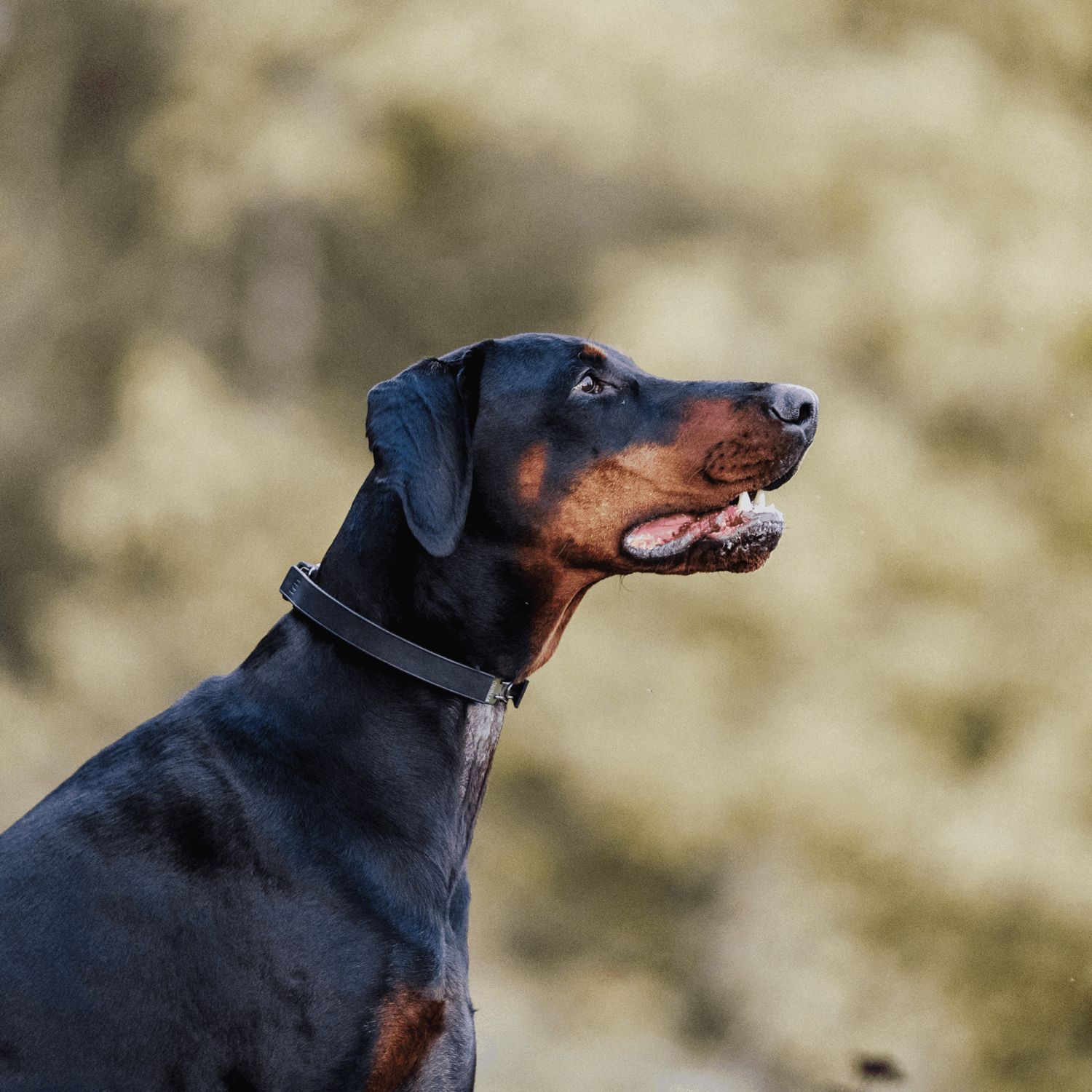 FLEXCOVER für ULTRA-PLUS Dressurhalsketten - schwarz