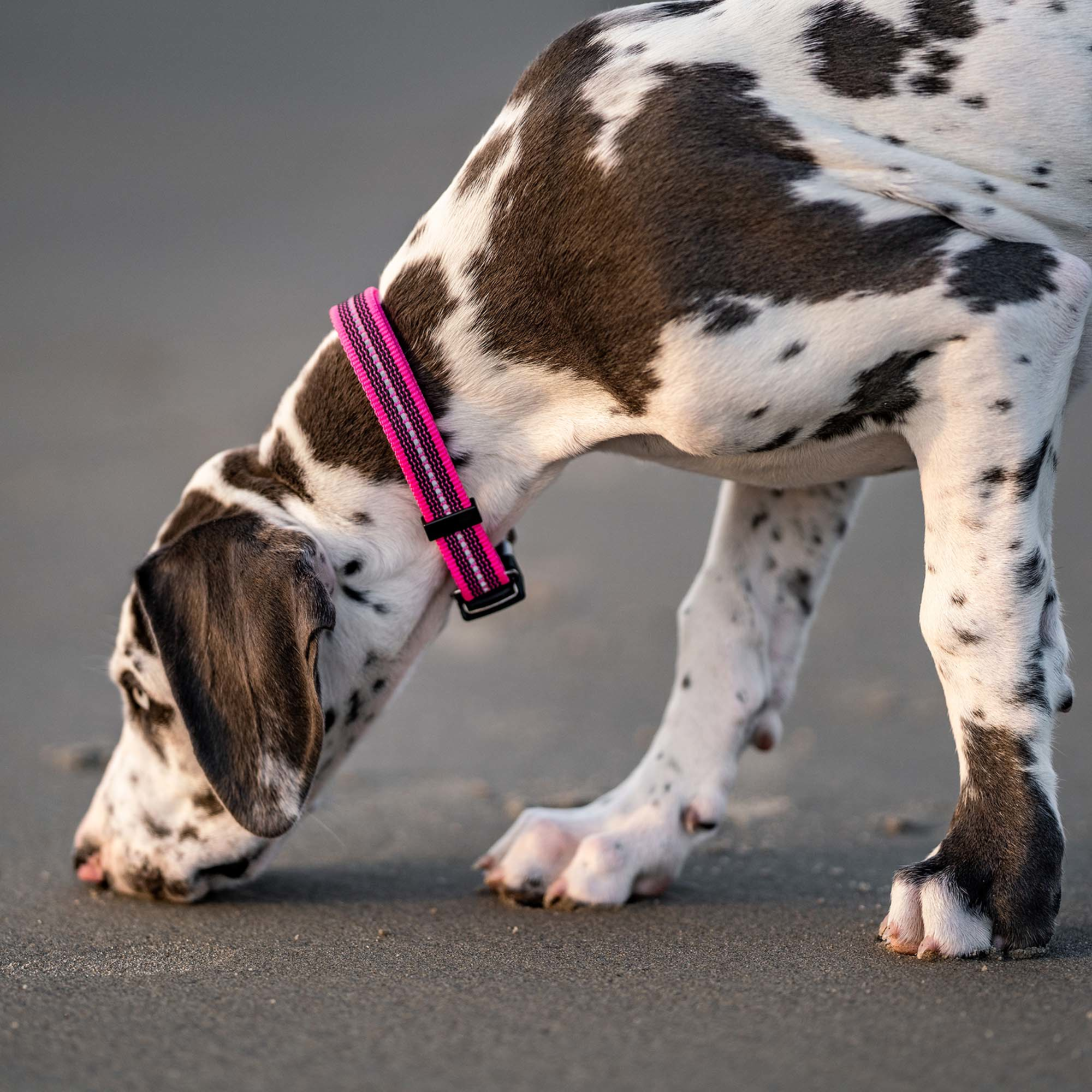 Verstellbares Hundehalsband - reflektierend