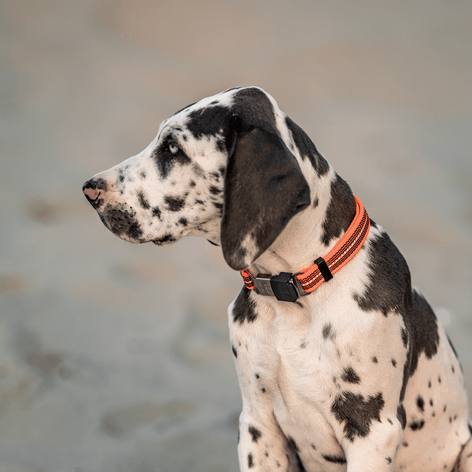 Verstellbares Hundehalsband - reflektierend | 59440-77_5.png | 1704464897