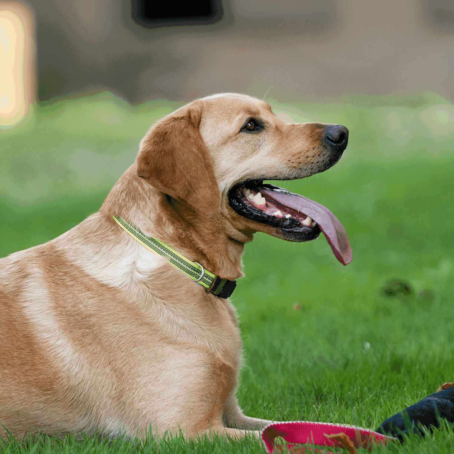 Verstellbares Hundehalsband - reflektierend | 59440-81_1.png | 1704464899