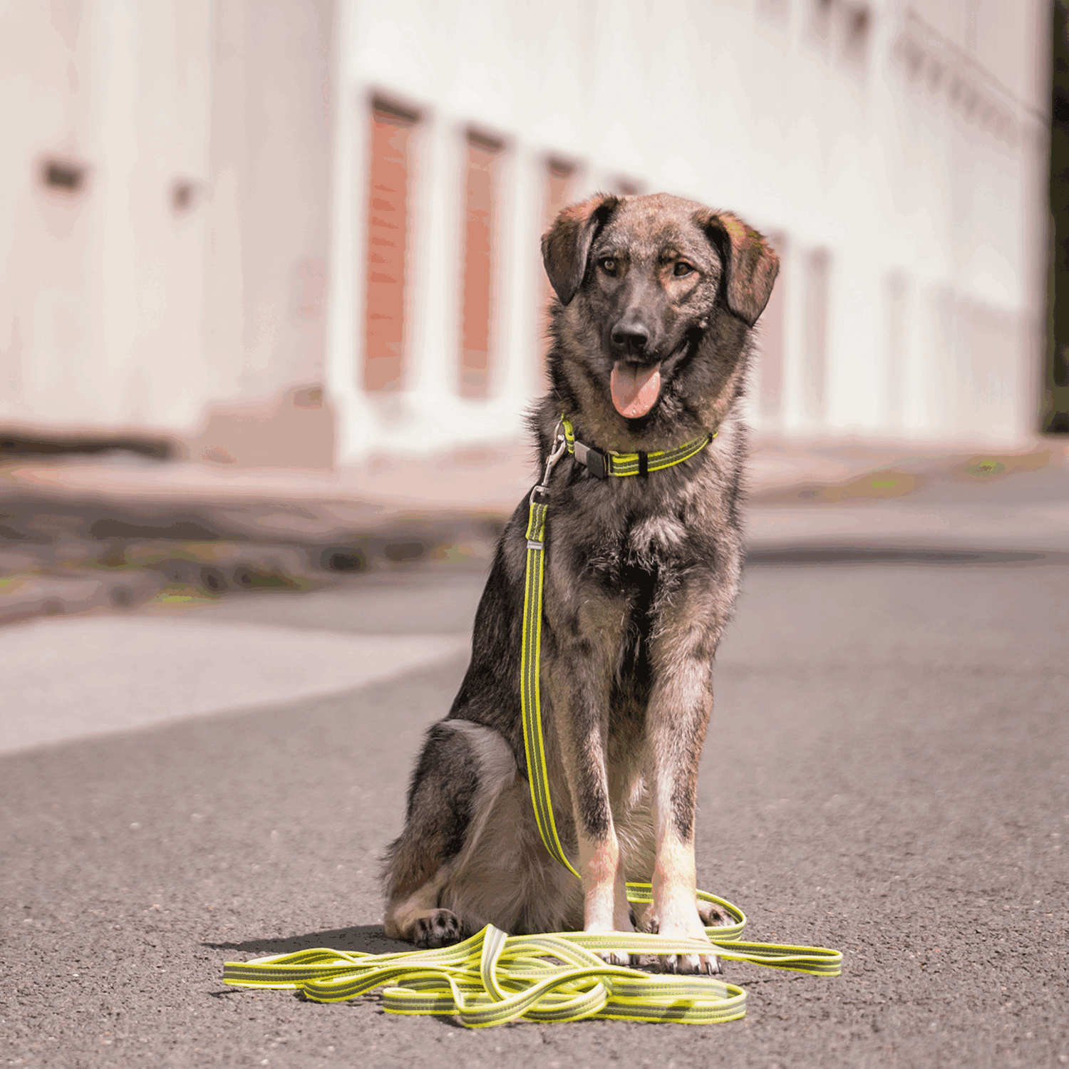 Verstellbares Hundehalsband - reflektierend | 59440-81_2.png | 1704464900