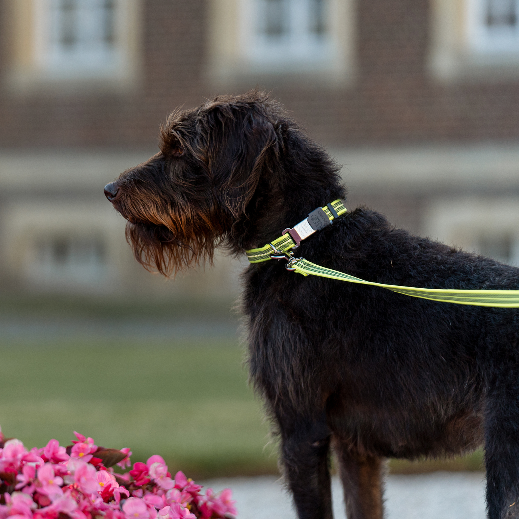 Verstellbares Hundehalsband - reflektierend
