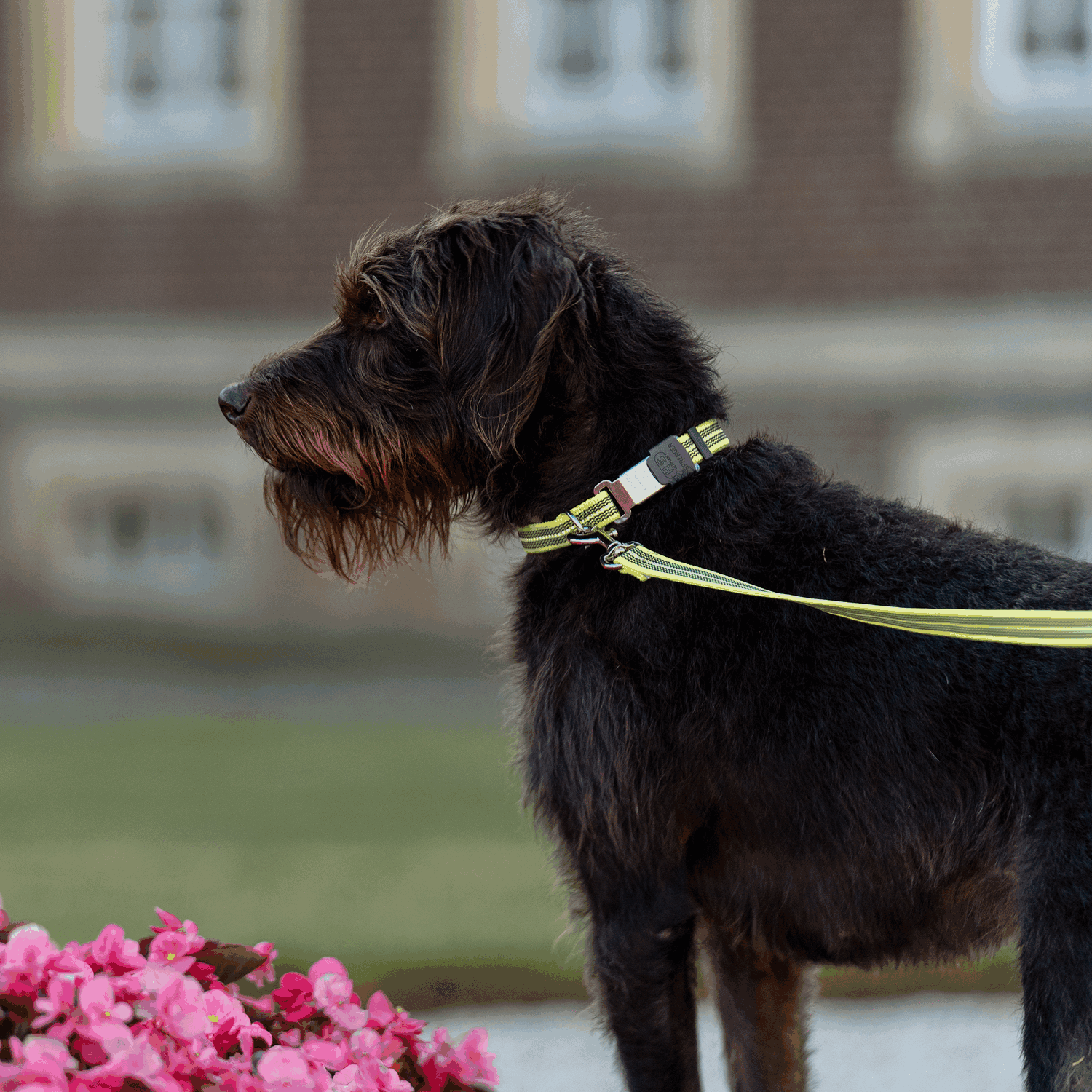 Verstellbares Hundehalsband - reflektierend