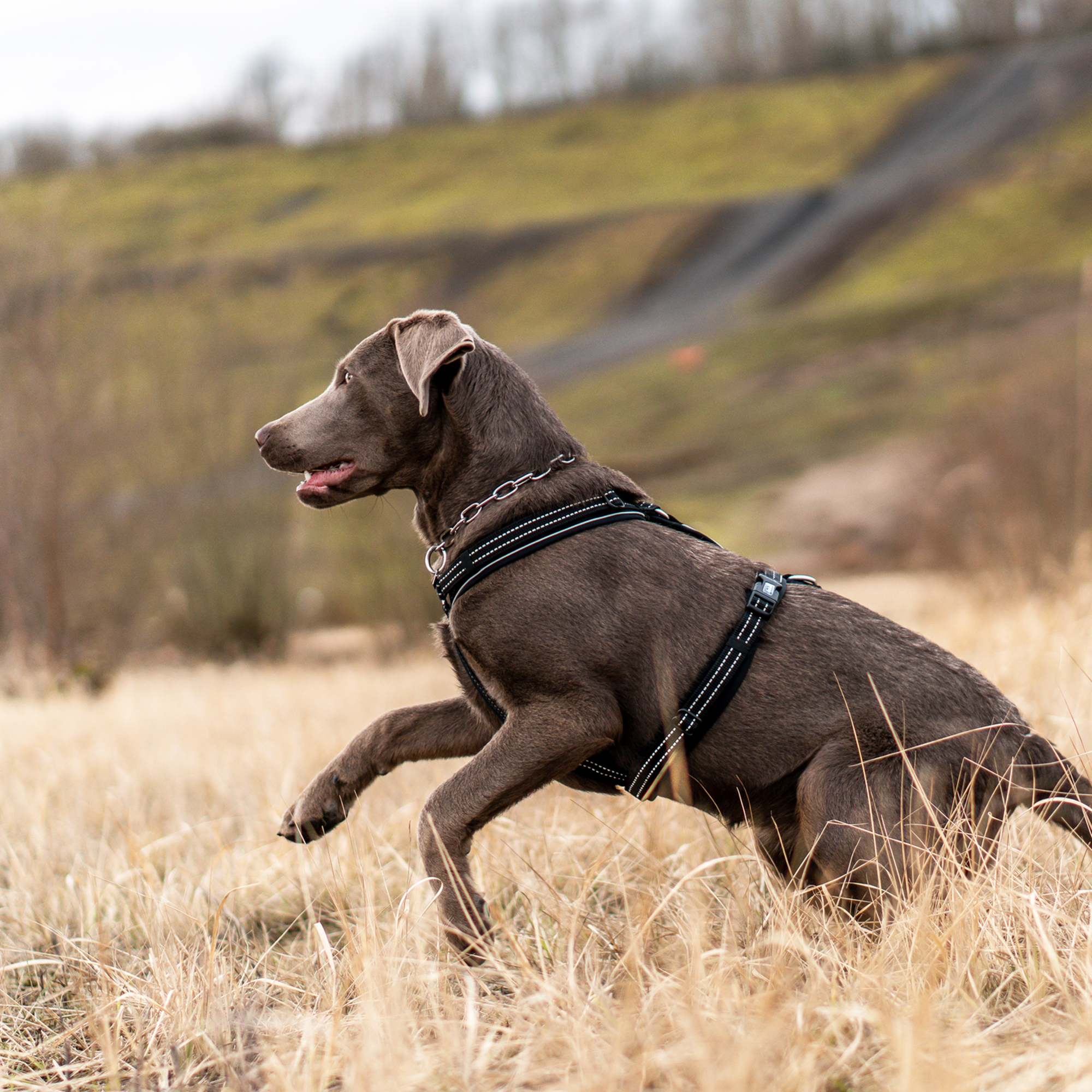 Hundegeschirr Y-Geschirr
