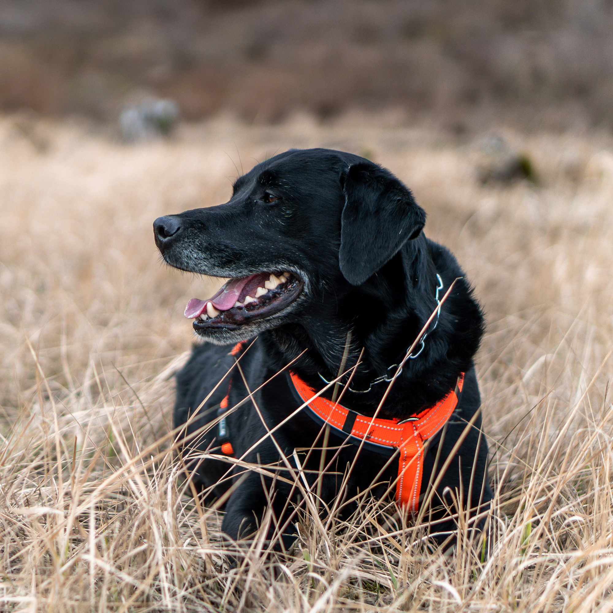 Hundegeschirr Y-Geschirr