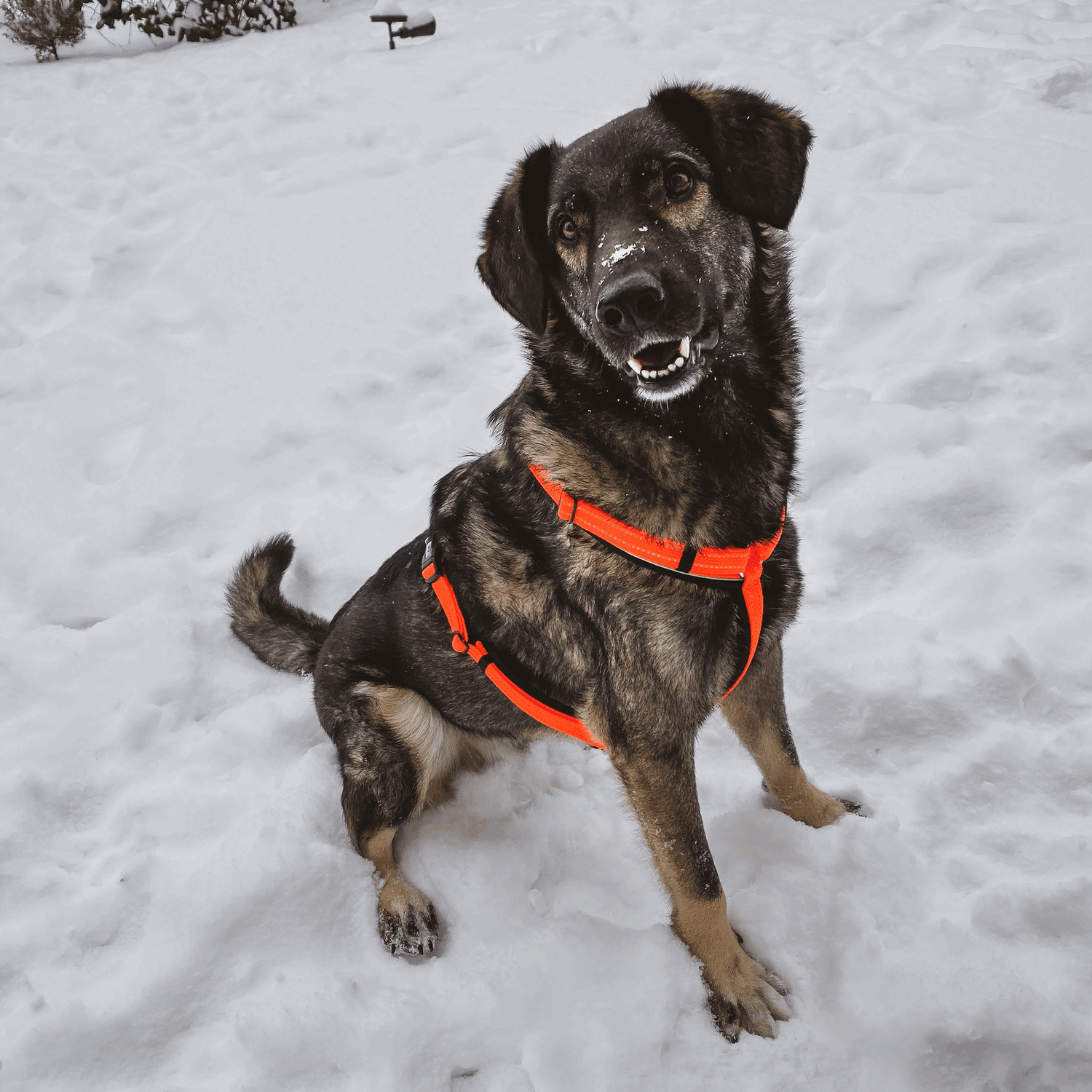 Hundegeschirr Y-Geschirr