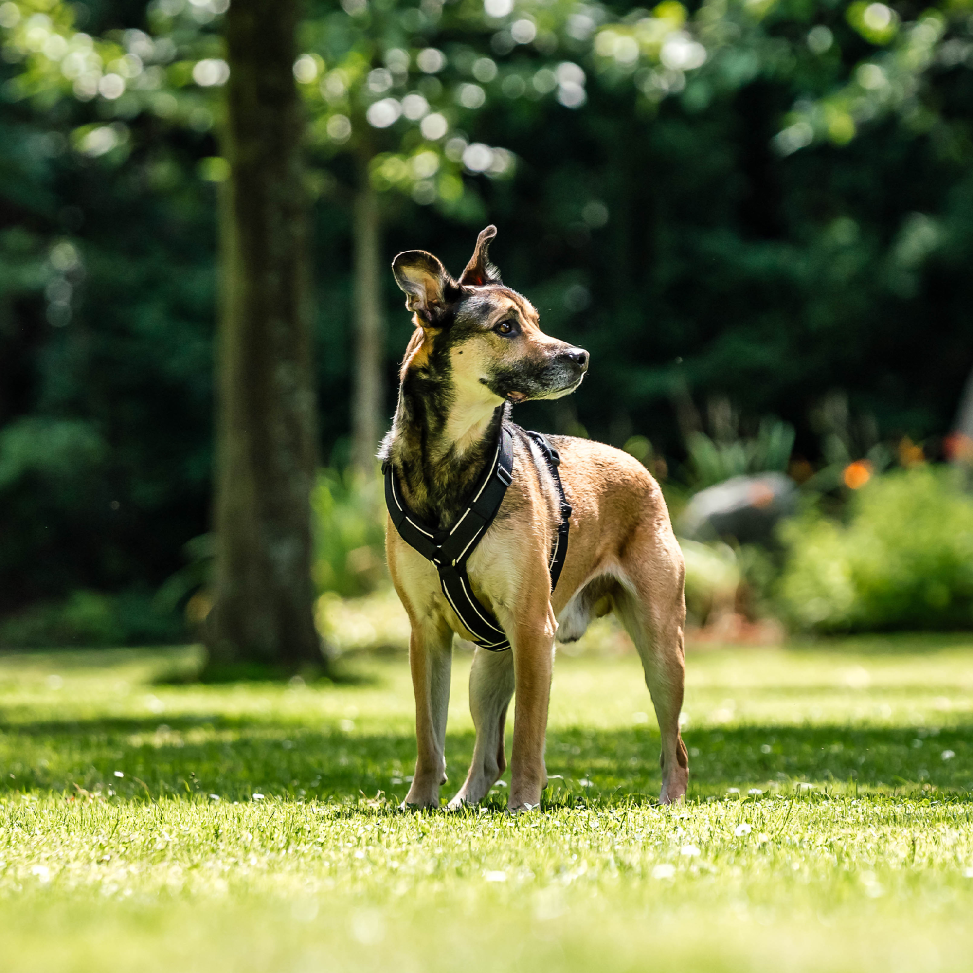 Hundegeschirr Y-Geschirr 2.0