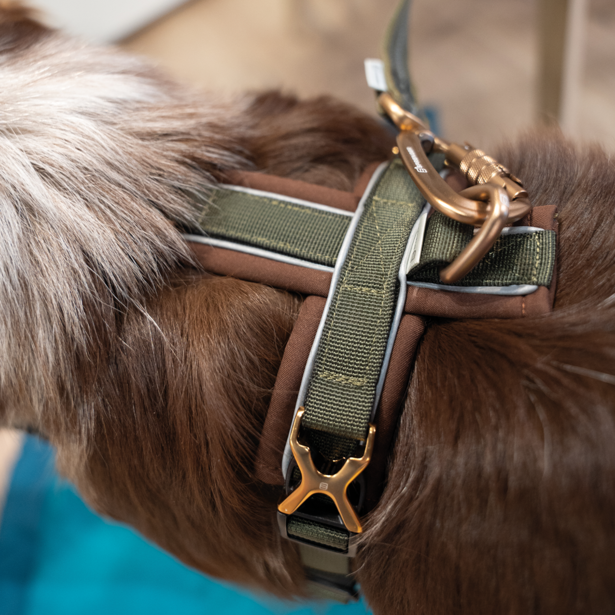 Hundegeschirr Y-Geschirr 2.0