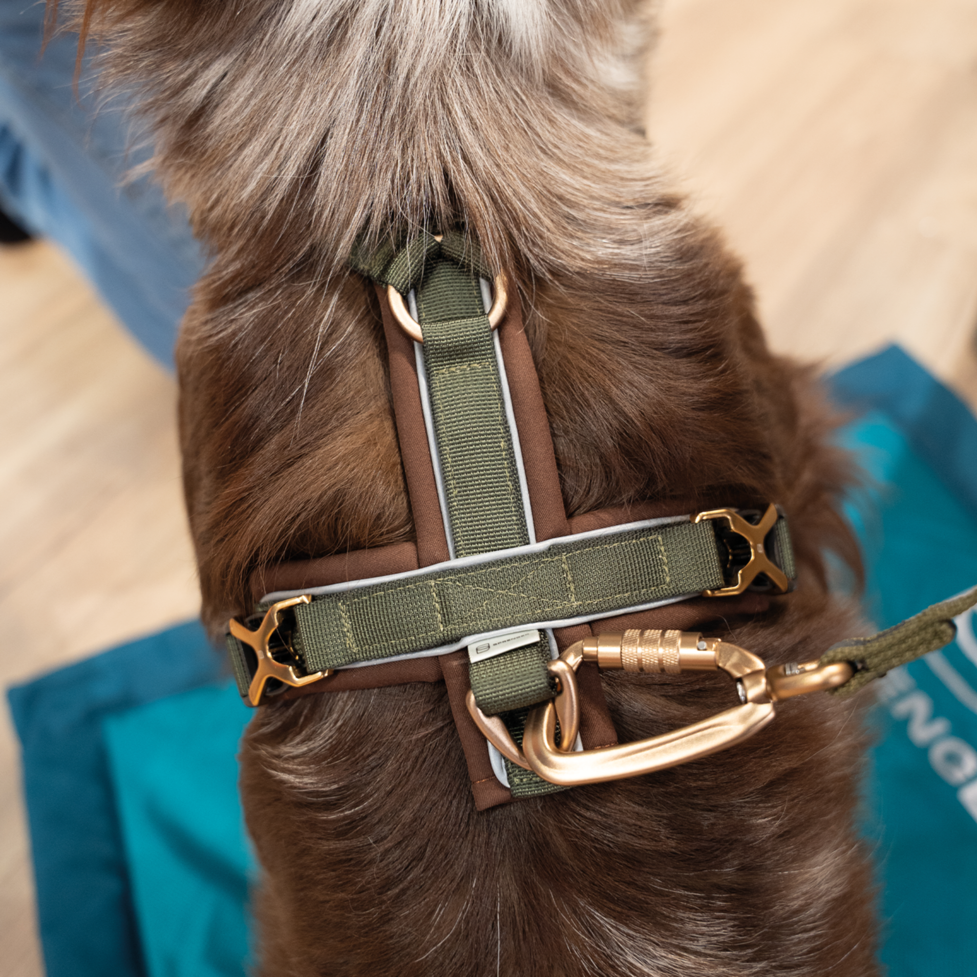 Hundegeschirr Y-Geschirr 2.0